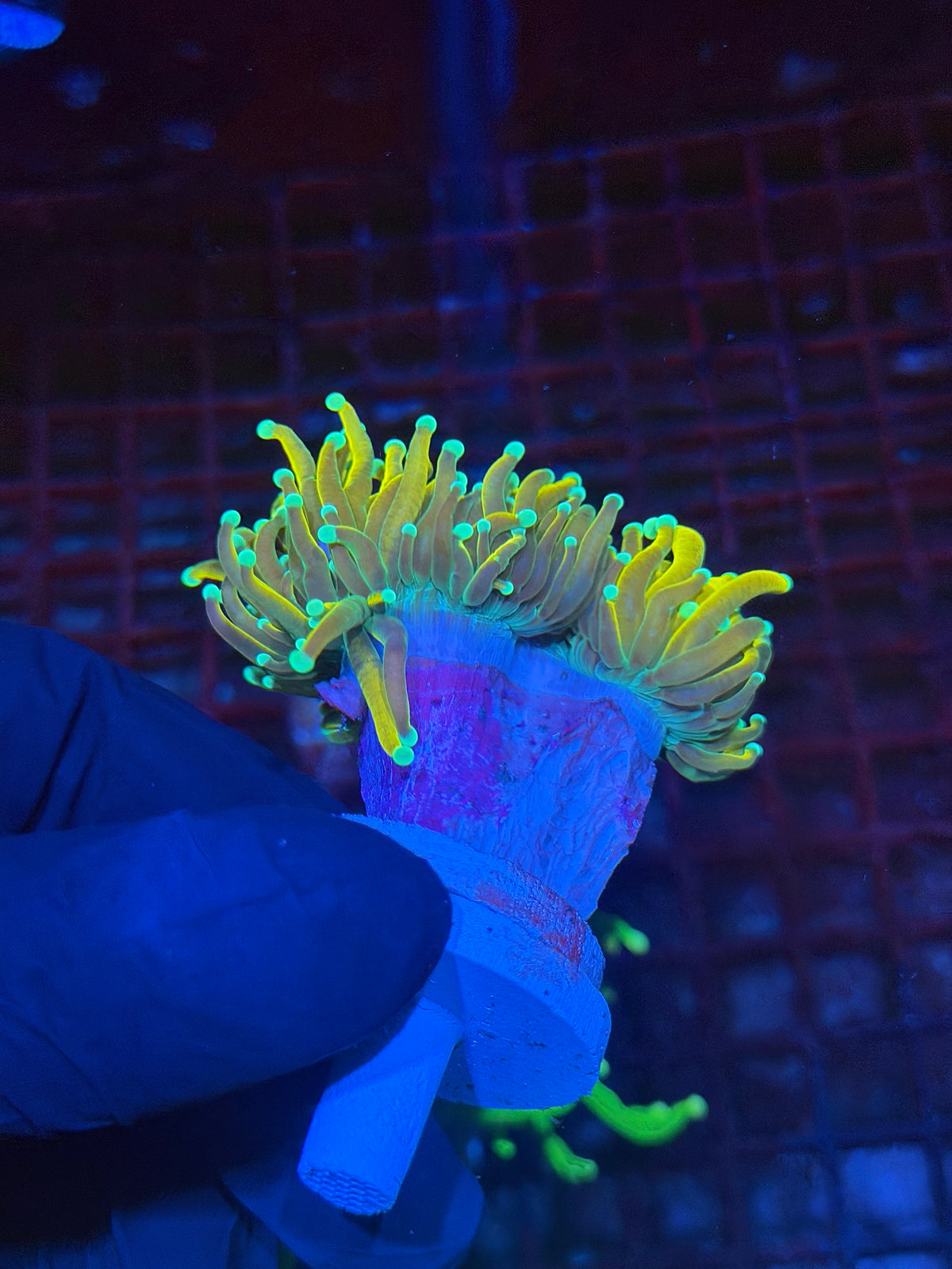 JEA Banana Torch Coral 2 Heads Splitting XXL 9/28