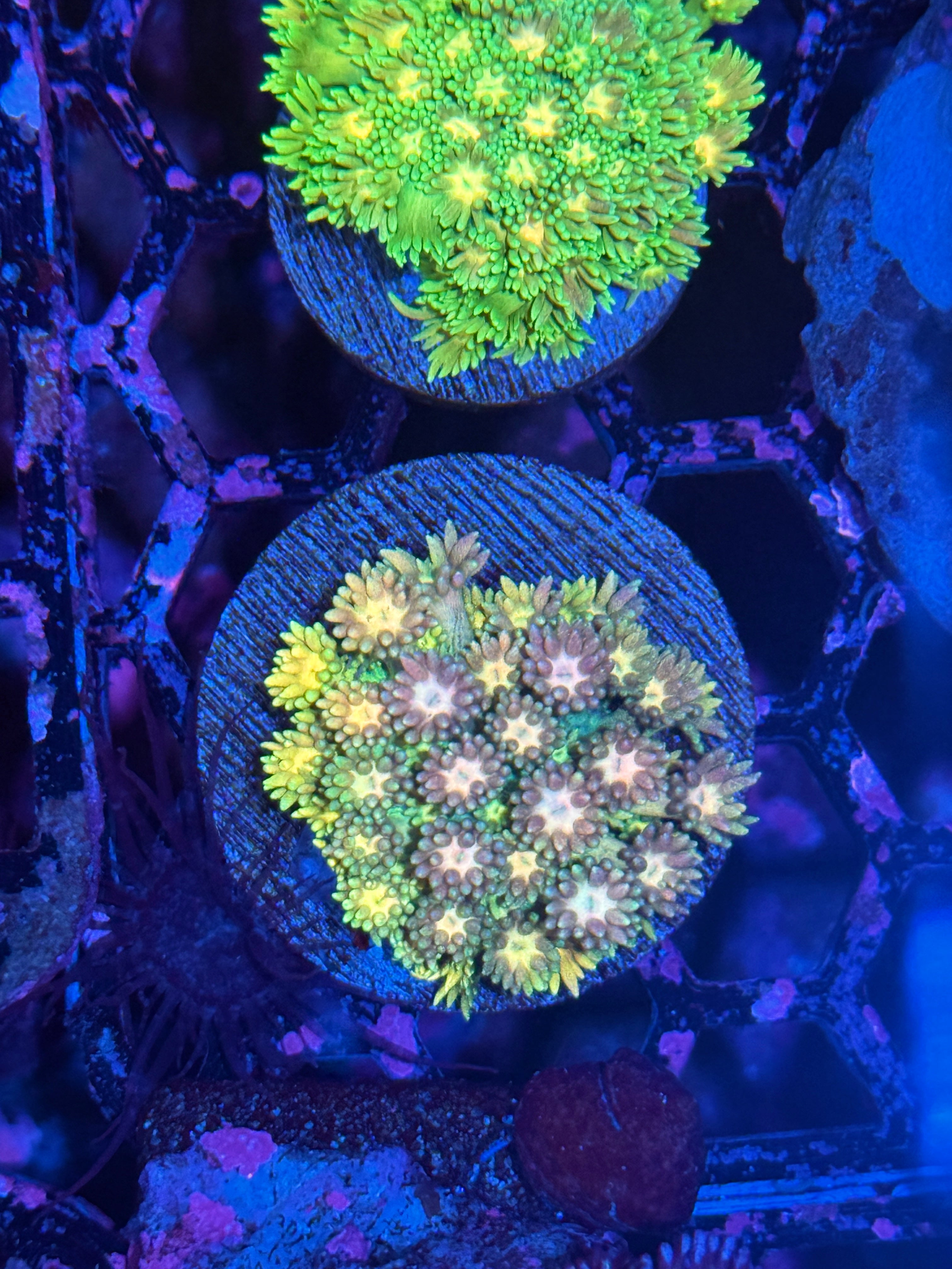 JEA Rainbow Sprinkles Goniopora Coral