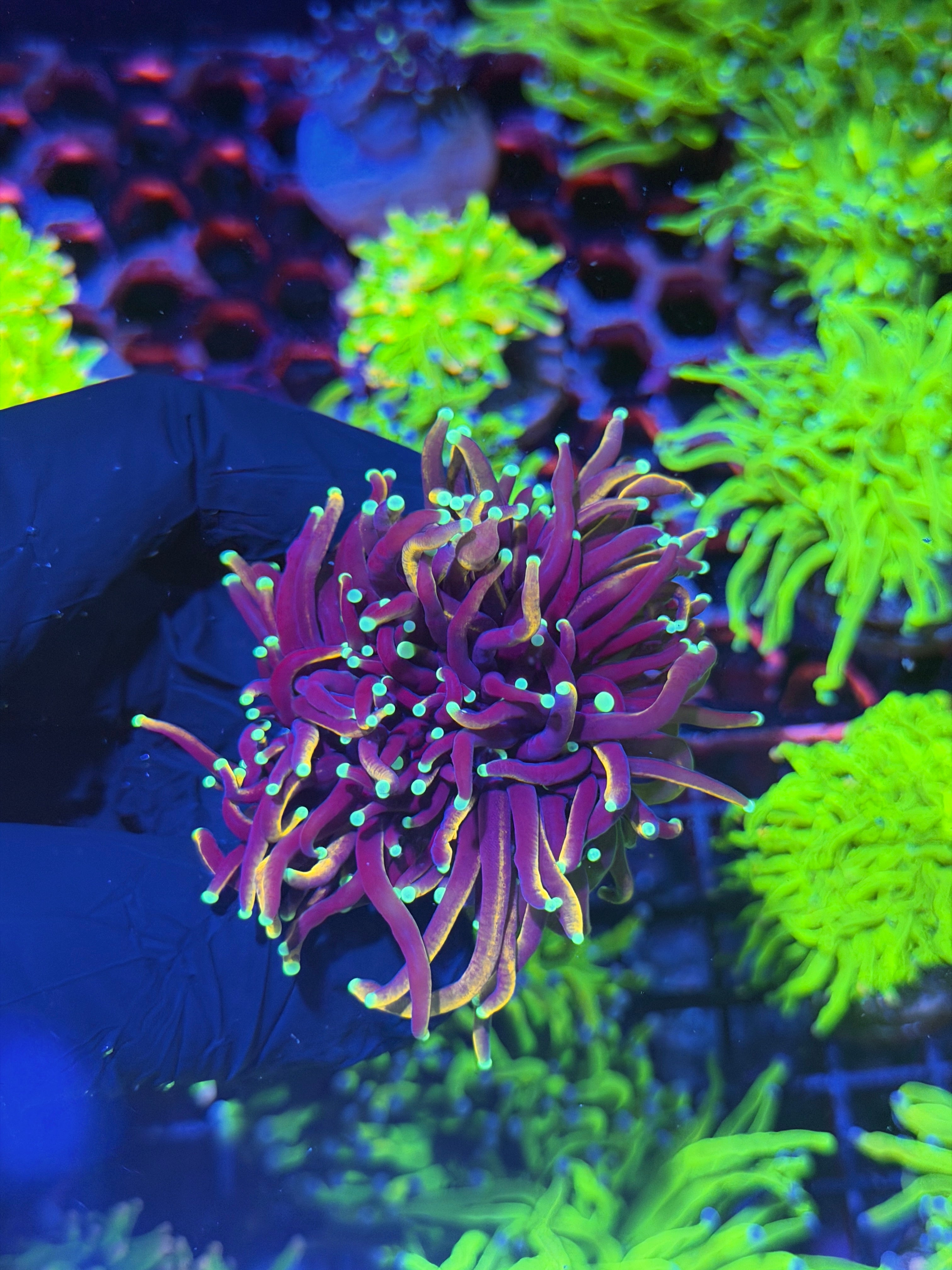 JEA OG Jester Torch Coral 2 Heads Splitting to 3 8/1