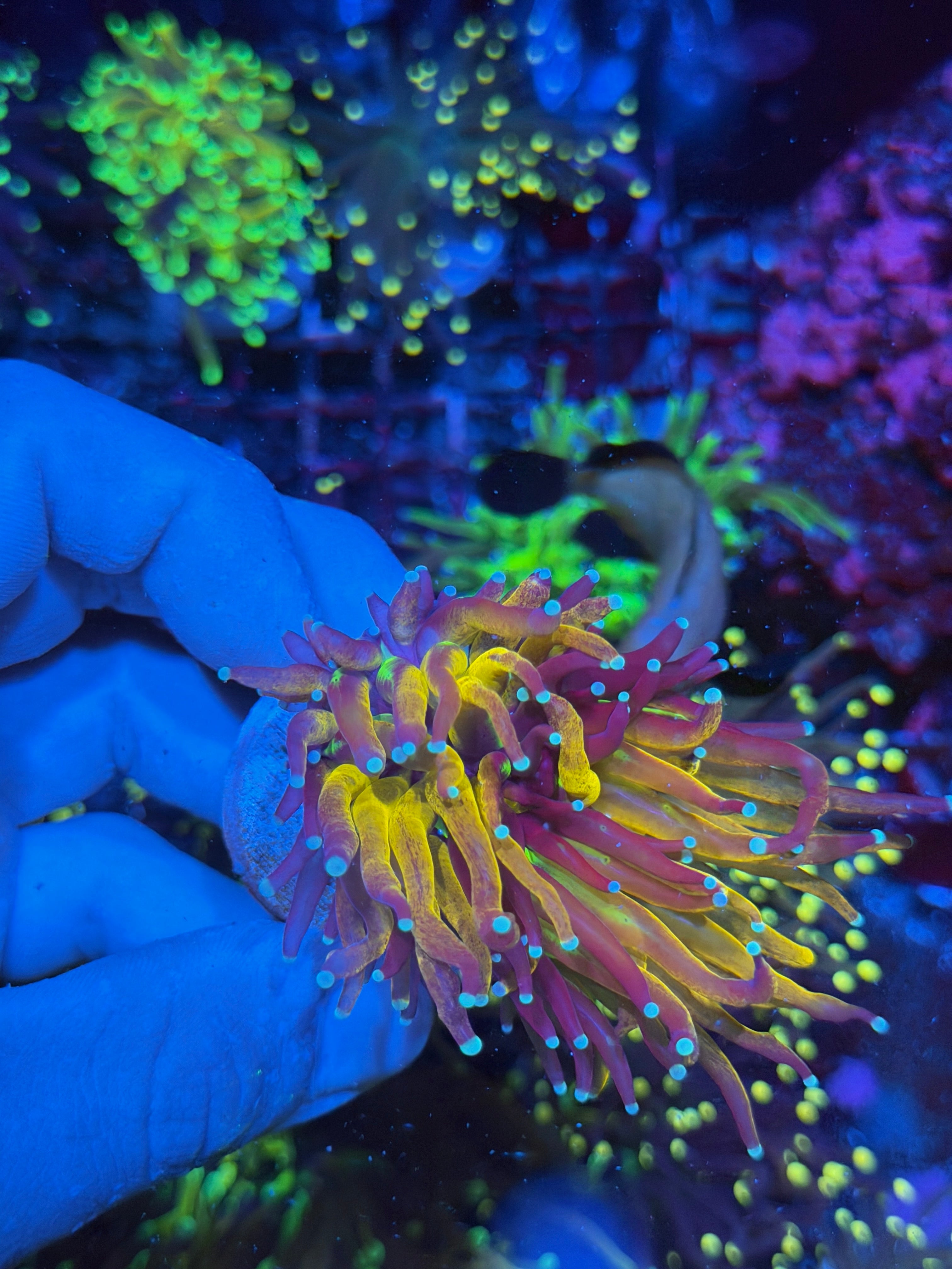 JEA Tiger Torch Coral 2 Heads Splitting to 3 XL 6/4