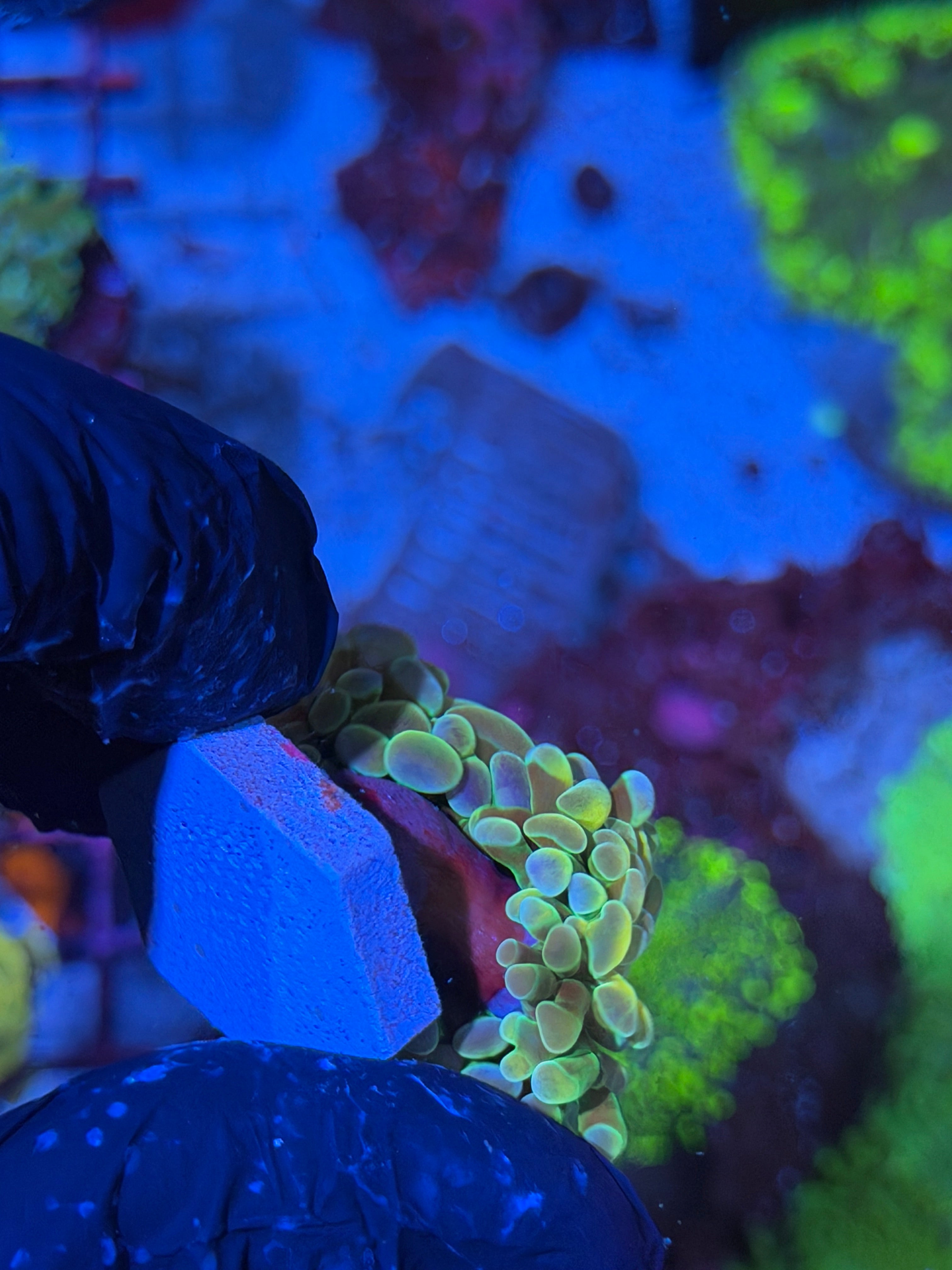 JEA Rainbow Dreams Hammer Coral 2 XL Head