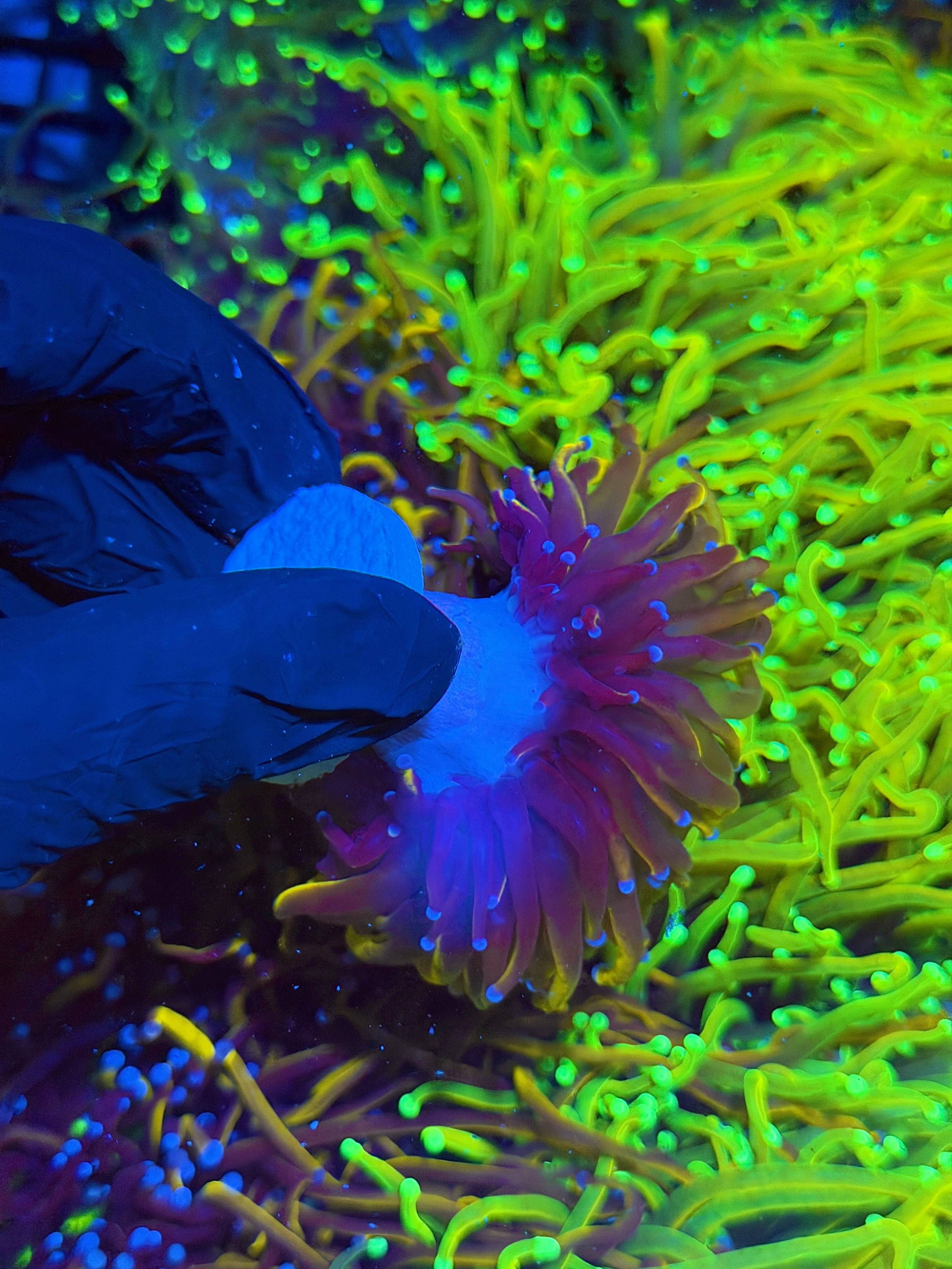 JEA Orange Peel Torch Coral  1 XXL Head Splitting