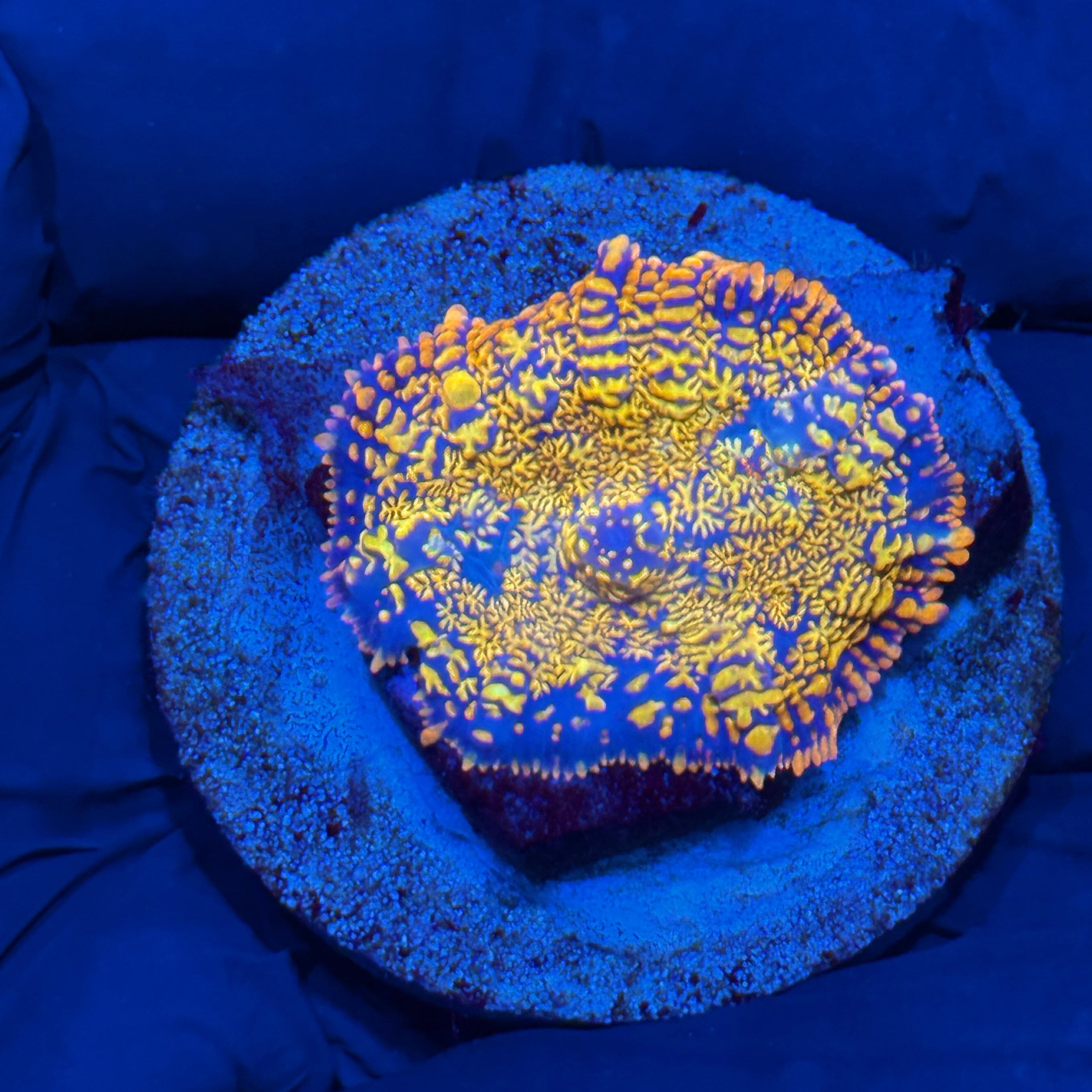 JEA Fire Storm Rhodactis Mushroom Coral 10/12