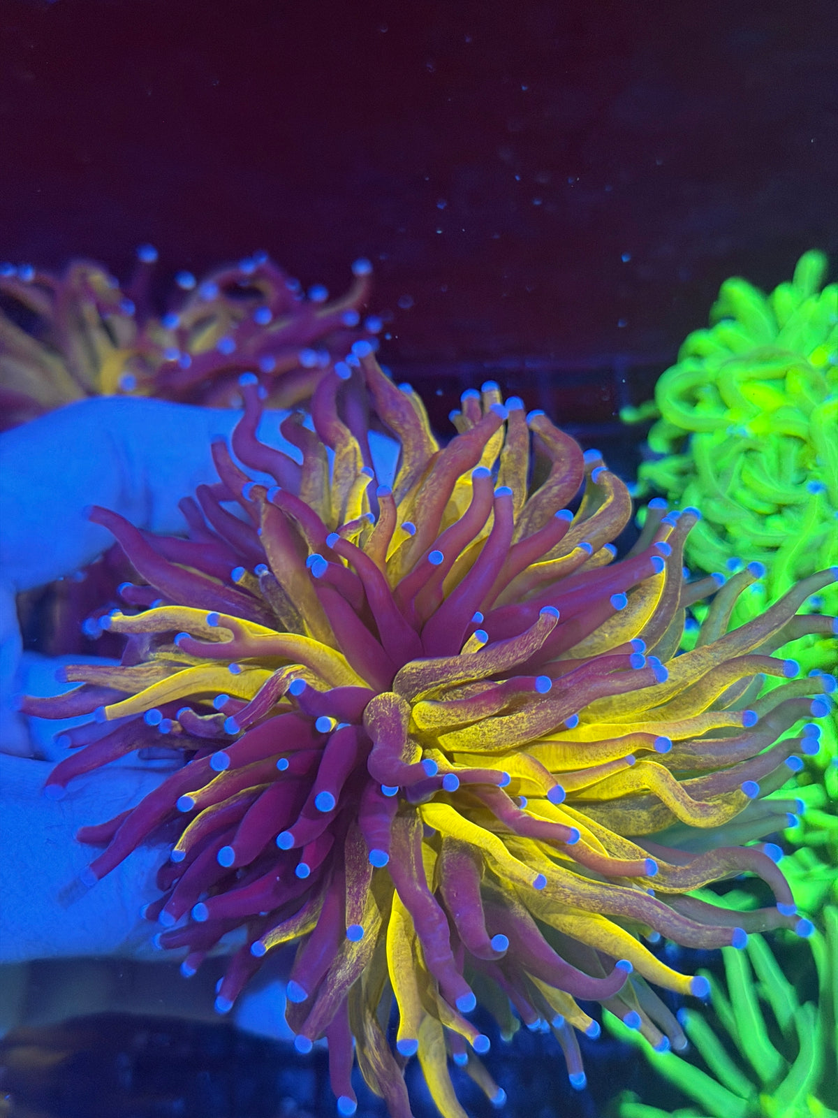 JEA Grafted Orange Tiger Torch Coral 1 XXL Head Splitting *Collectors Piece* 9/28