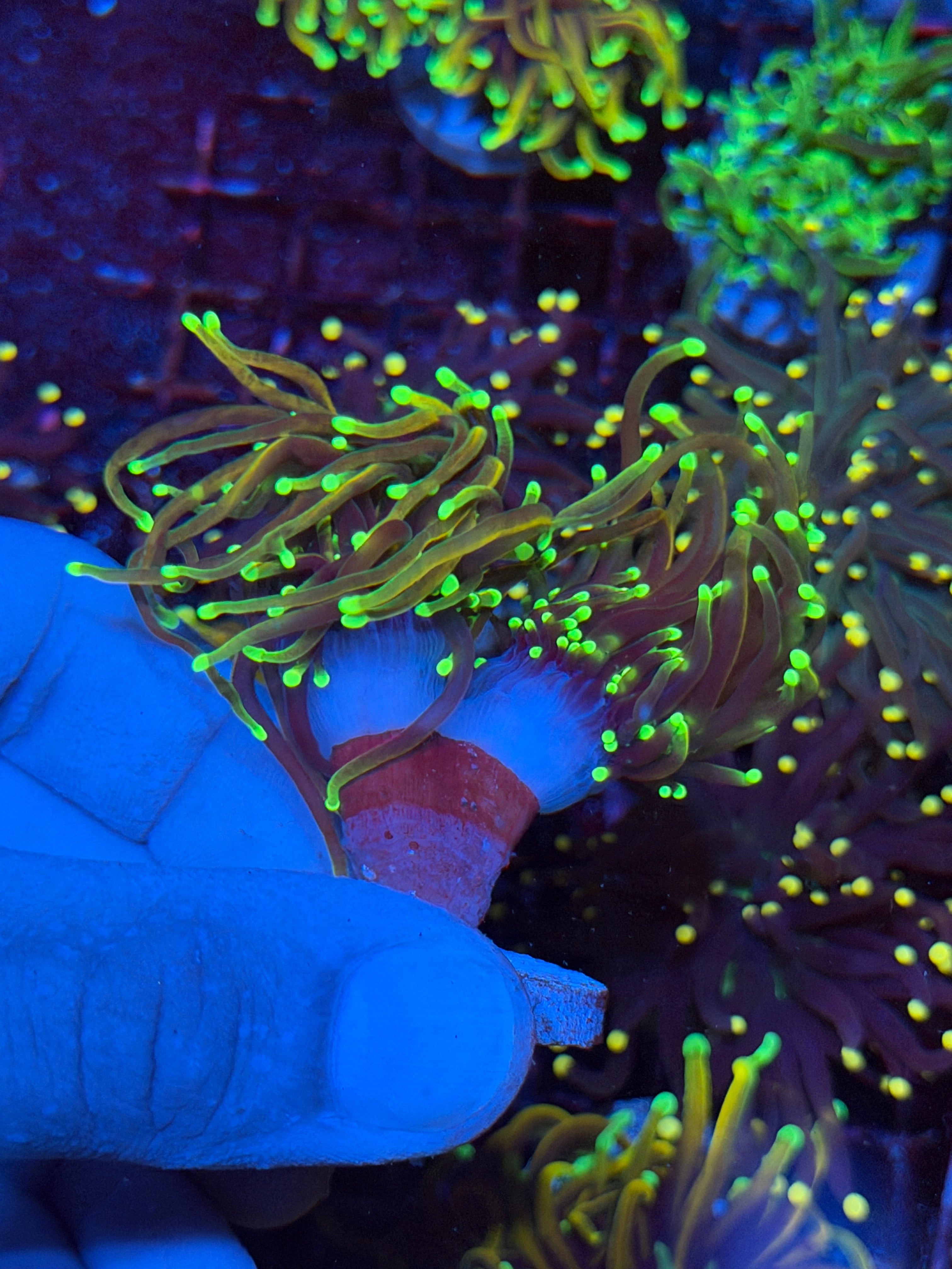 JEA Goldmember Torch Coral 2 Heads XL