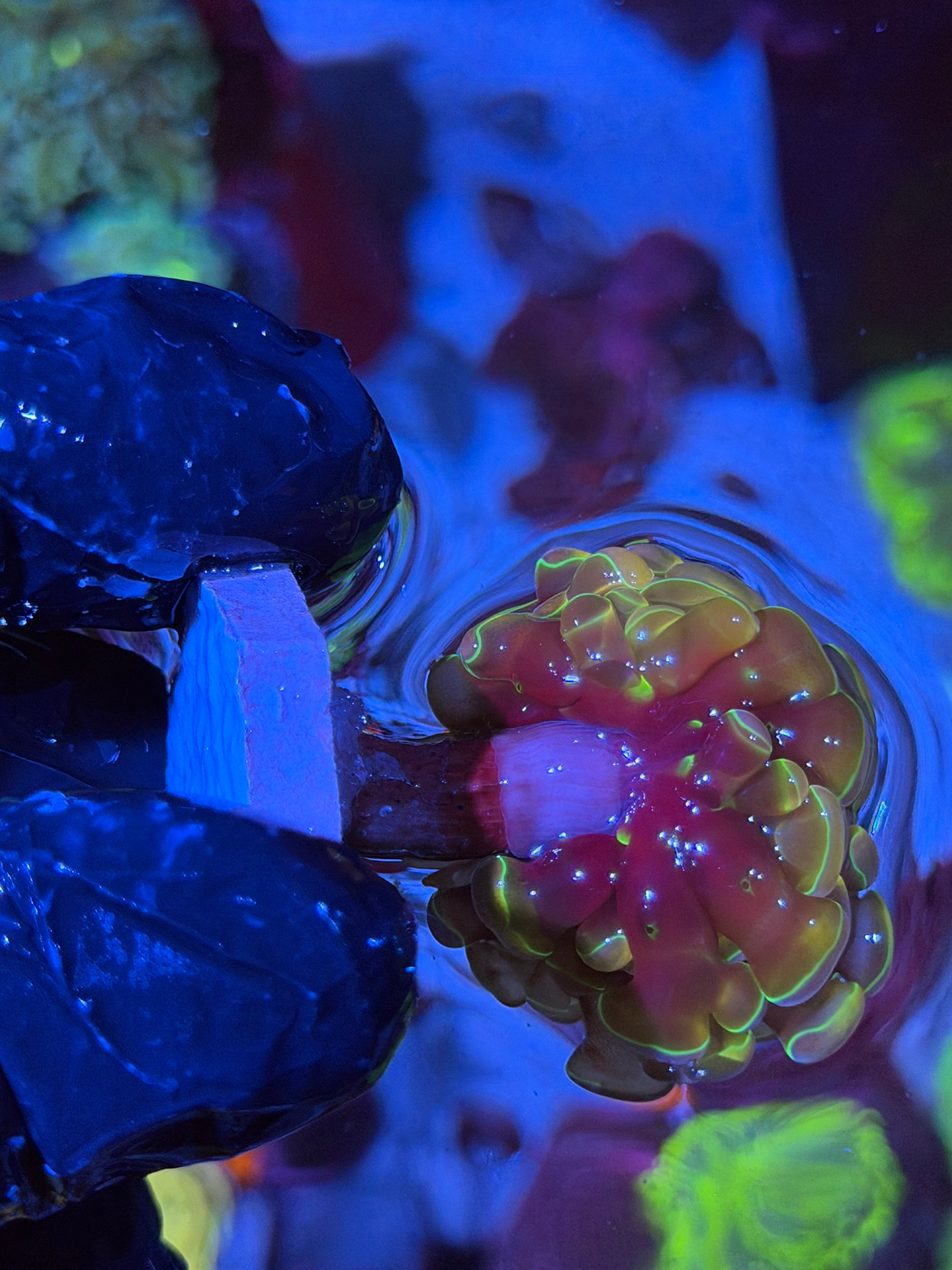 JEA Rainbow Dreams Hammer Coral 1 XL Head