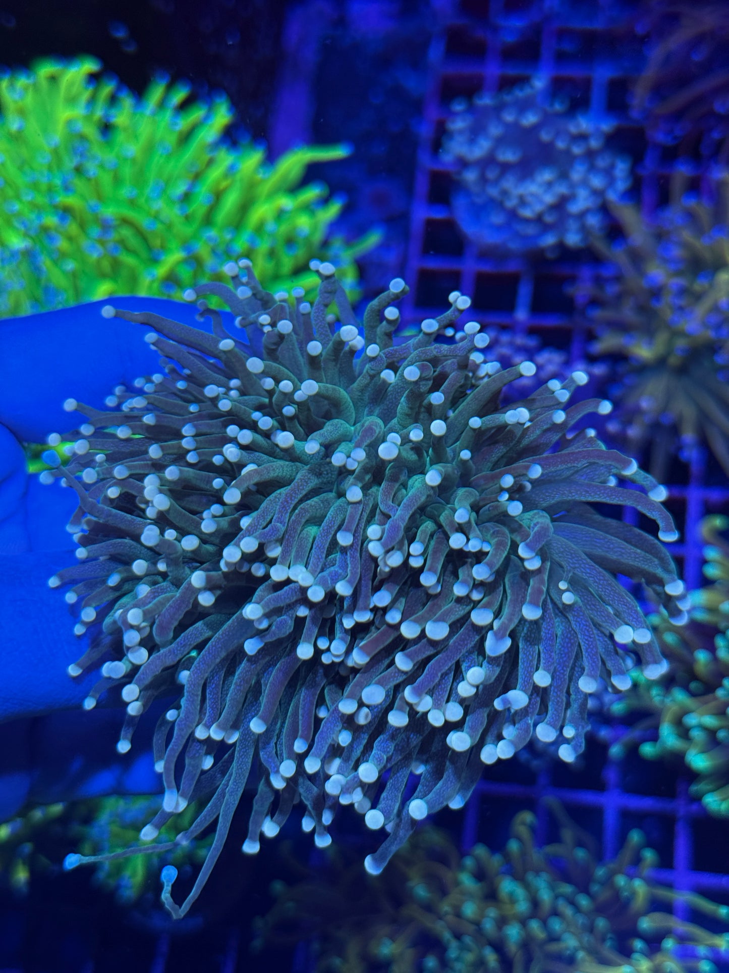 JEA White Tip Snakeskin Torch Coral Mini Colony XXL Show Piece