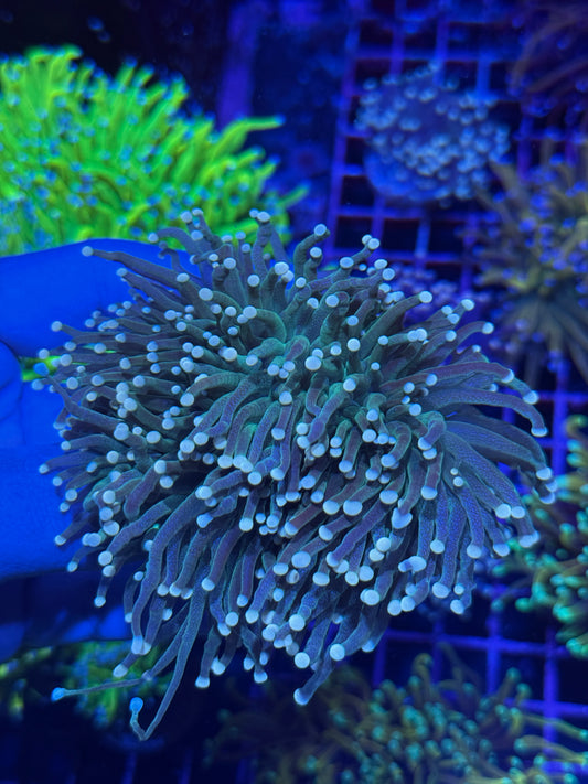 JEA White Tip Snakeskin Torch Coral Mini Colony XXL Show Piece