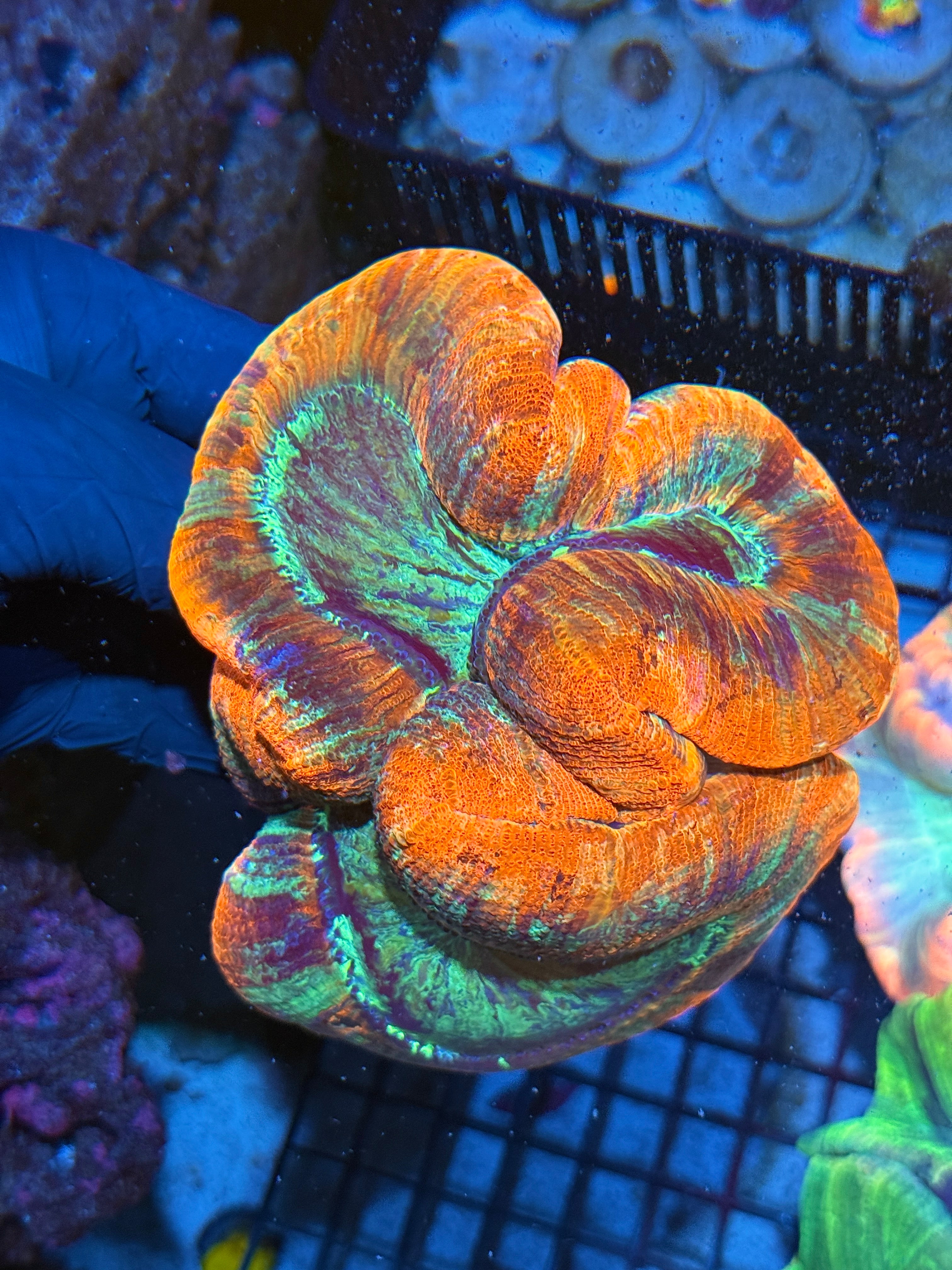 XL Trachyphyllia Wellso Meat Coral XXL Show Piece