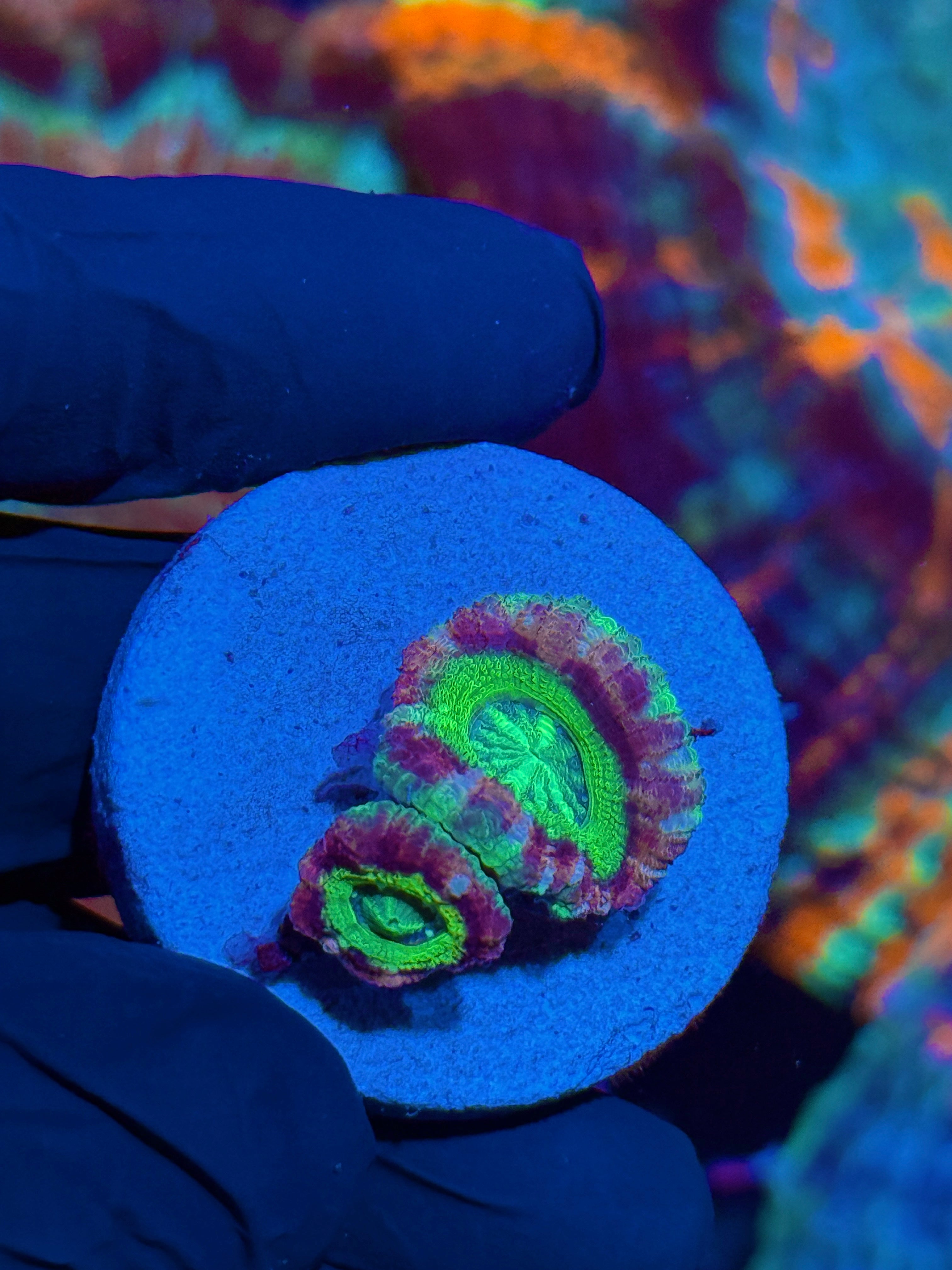 JEA Rainbow Watermelon Asian Acans 2 XL Heads