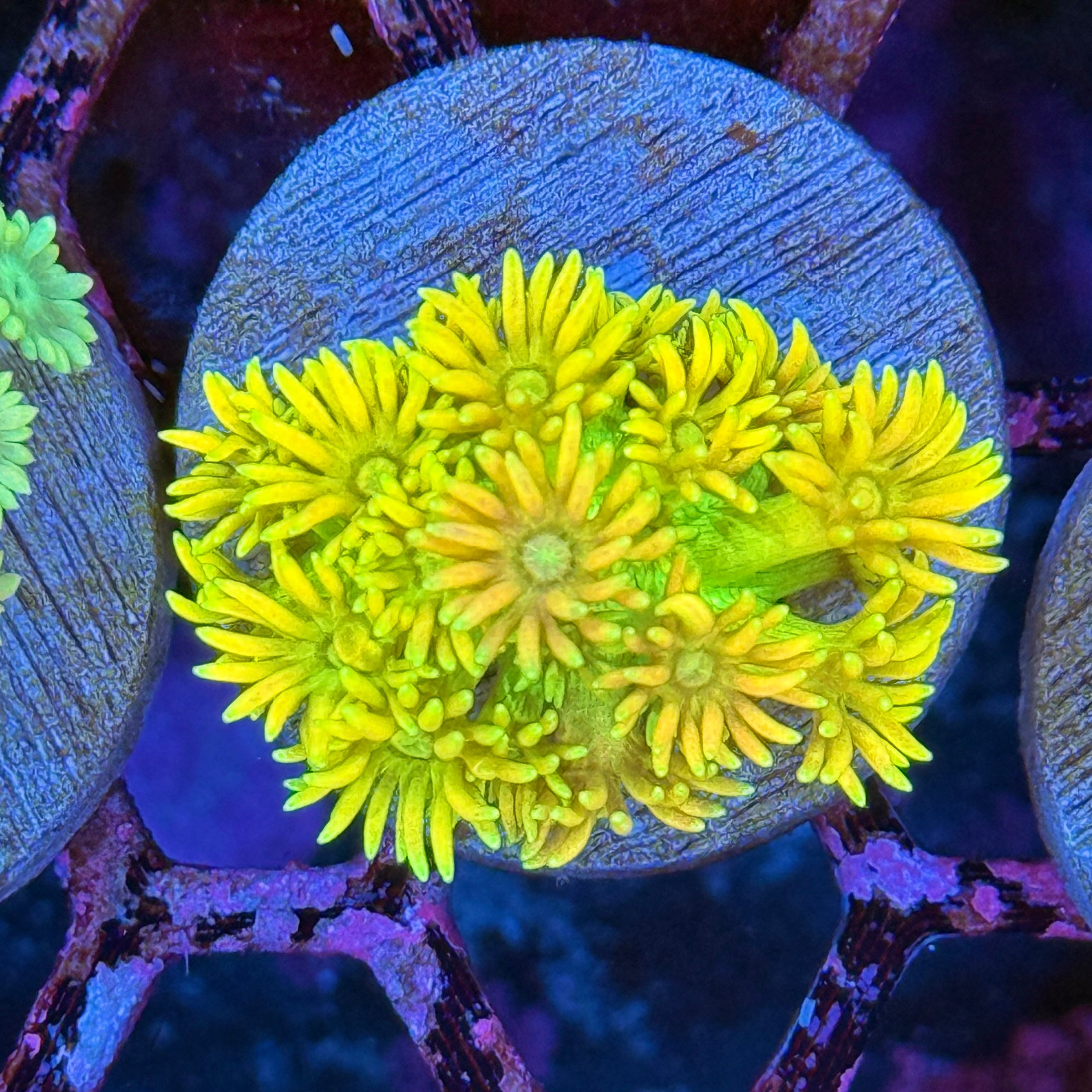 JEA Electro Goniopora Coral