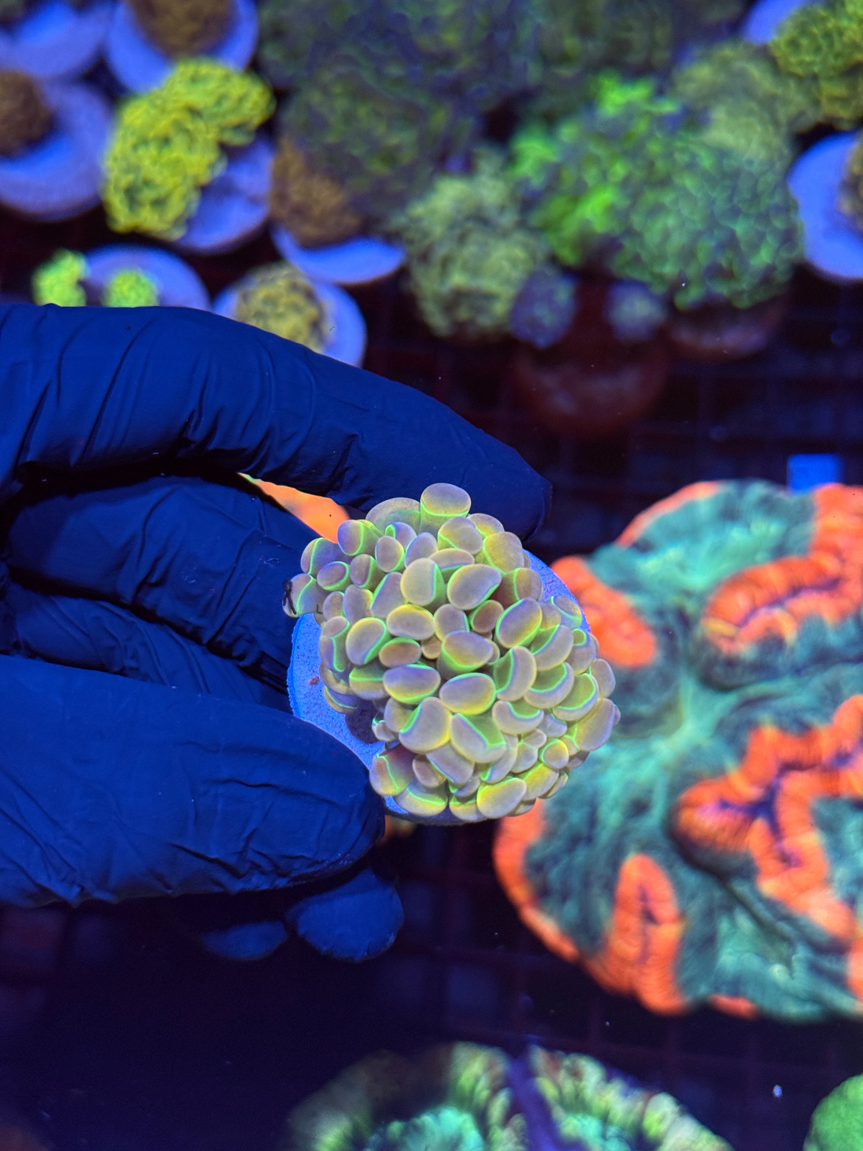KDR Rainbow Hammer Coral 2 Heads Splitting
