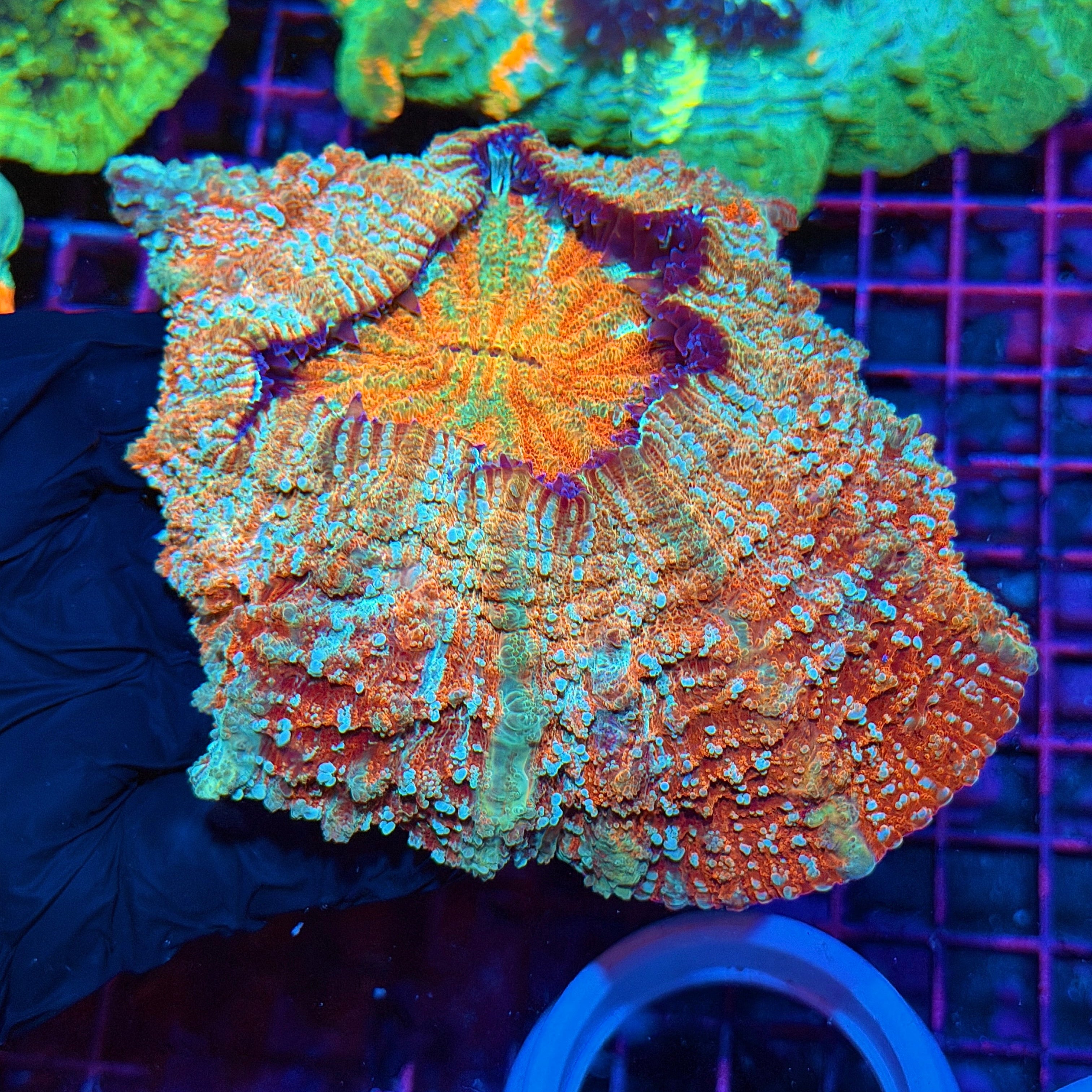 Insane Rainbow Acanthophyllia Meat Coral 3/25