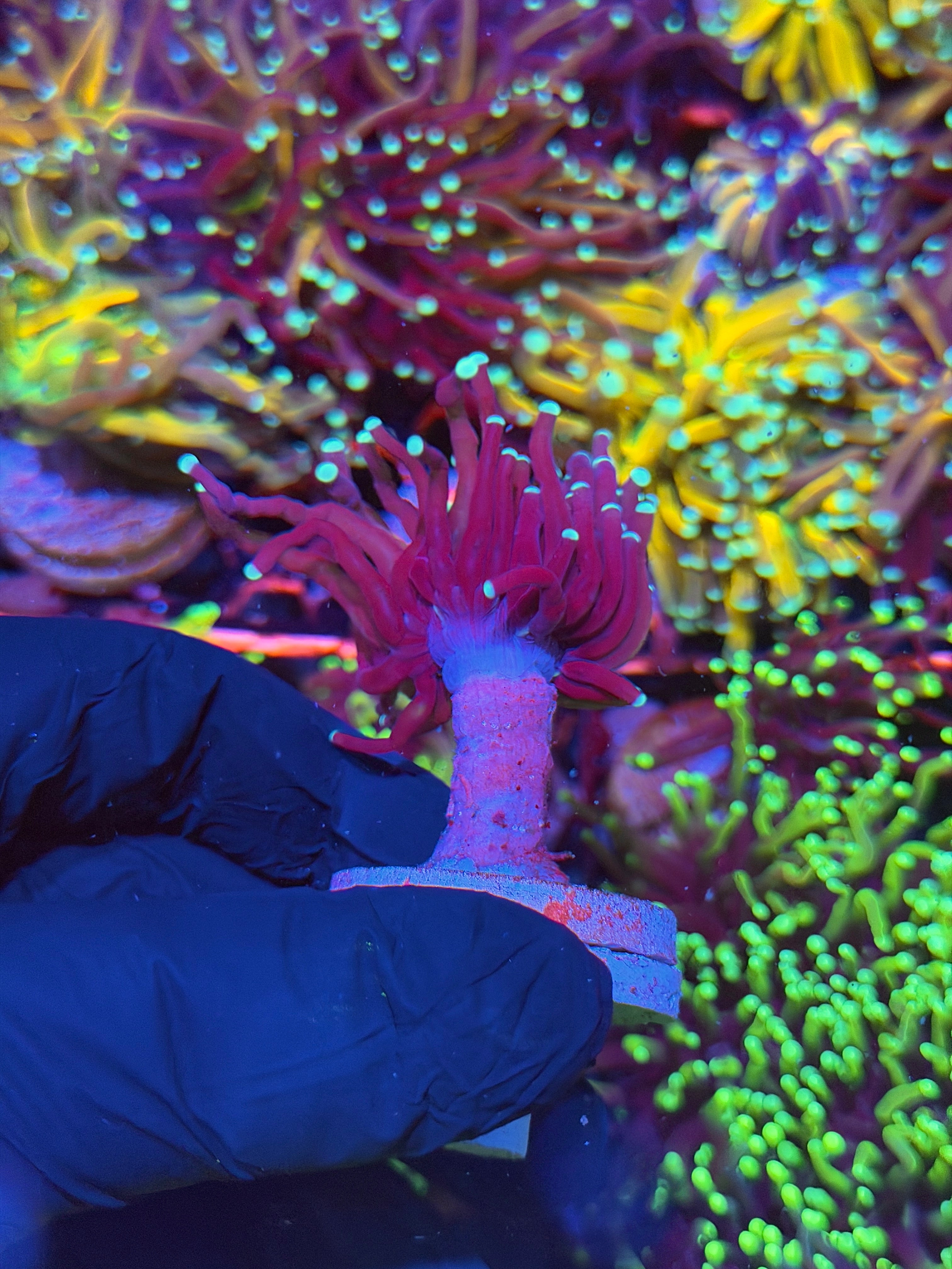 JEA Tiger 2.0 Torch Coral 1 XXL Head