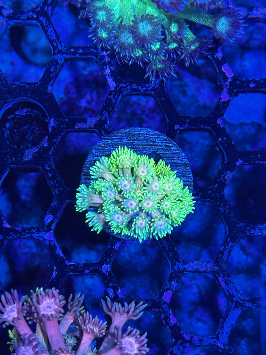 JEA Neon Rainbow Goniopora Coral