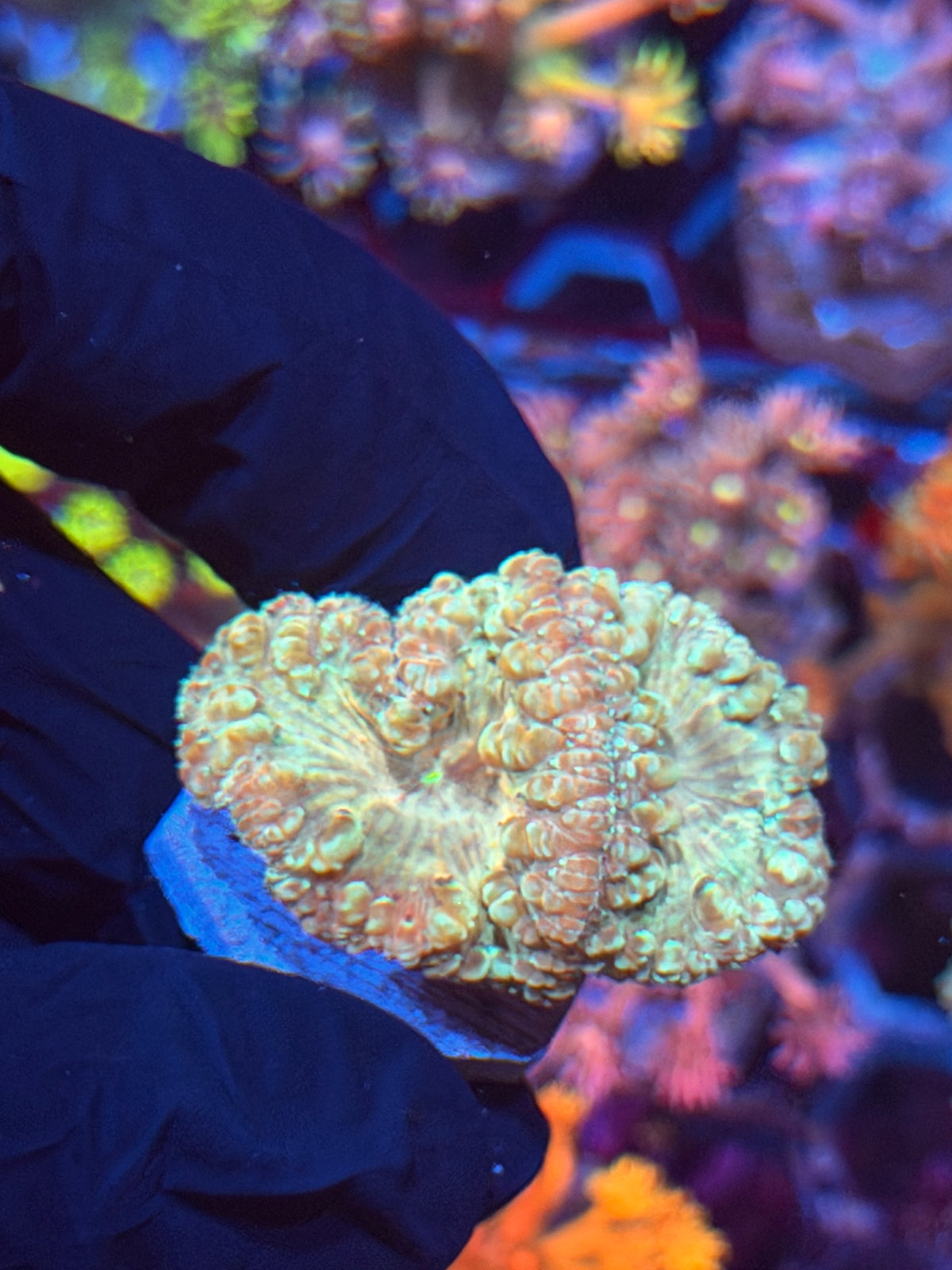 JEA Circus Animal Blastomussa Coral 2 Heads 9/27