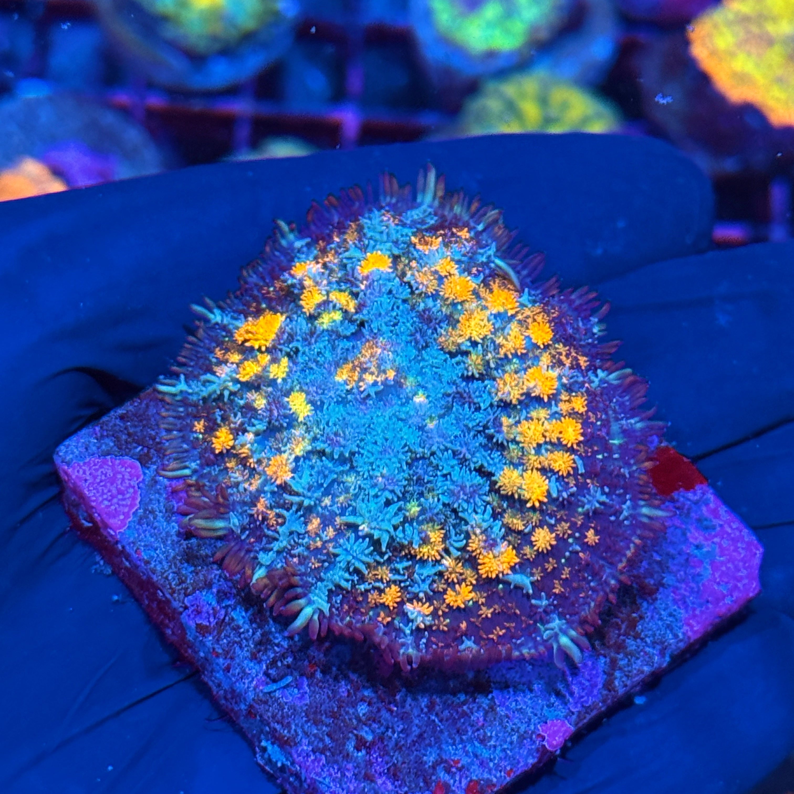JEA Berserker Bounce Mushroom Coral XXL 10/12