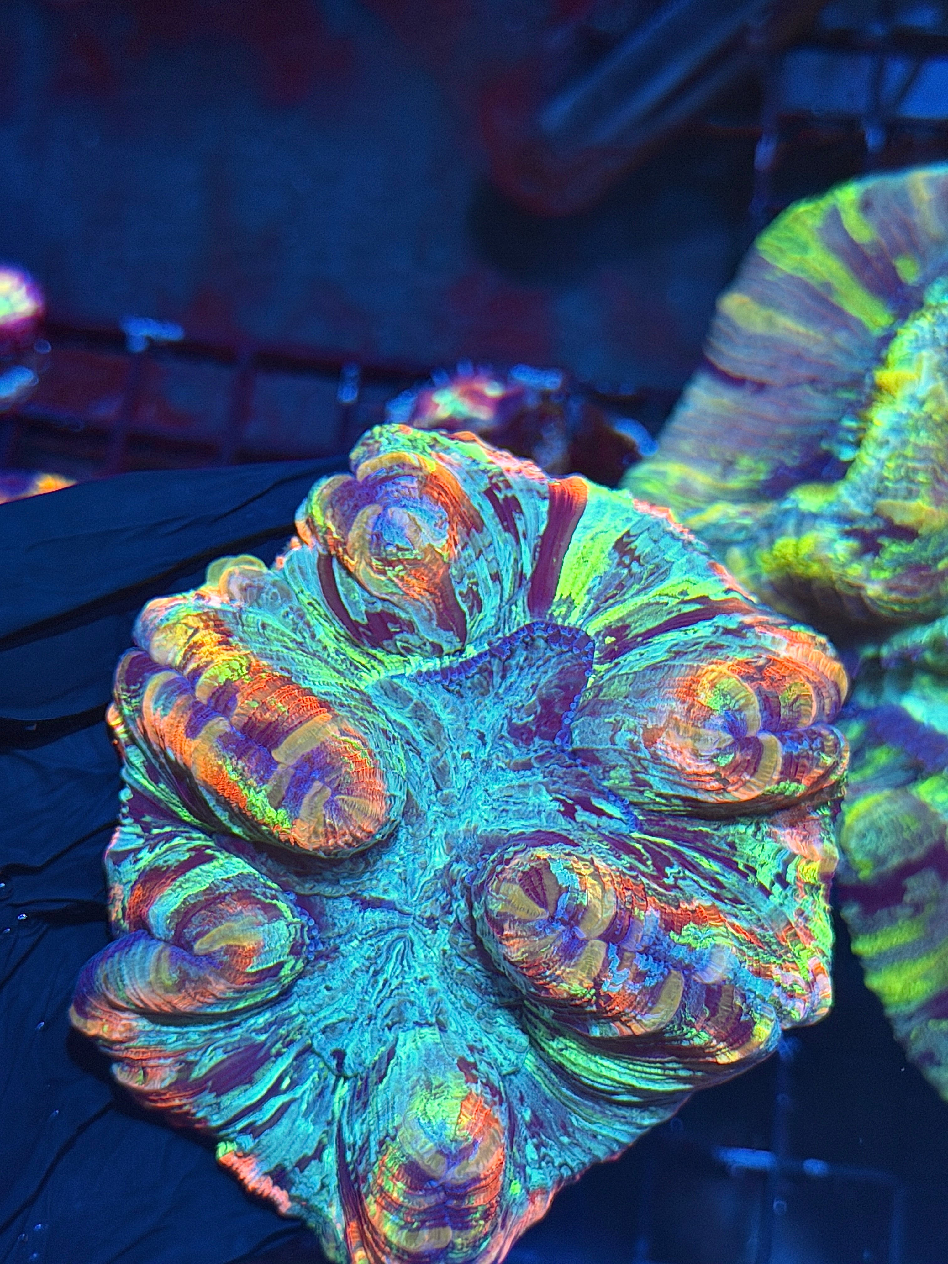 Insane Rainbow Trachyphyllia Meat Coral 7+ Colors Show Piece