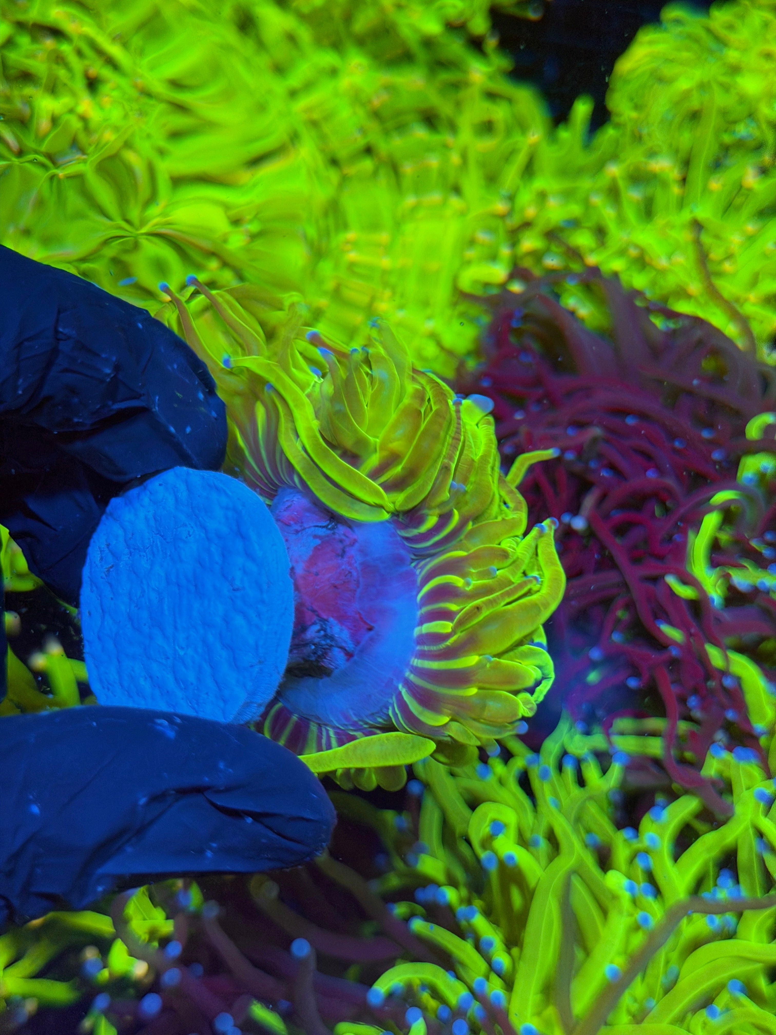 JEA 24K Holy Grail Torch Coral 2 Heads Splitting XL 7/15