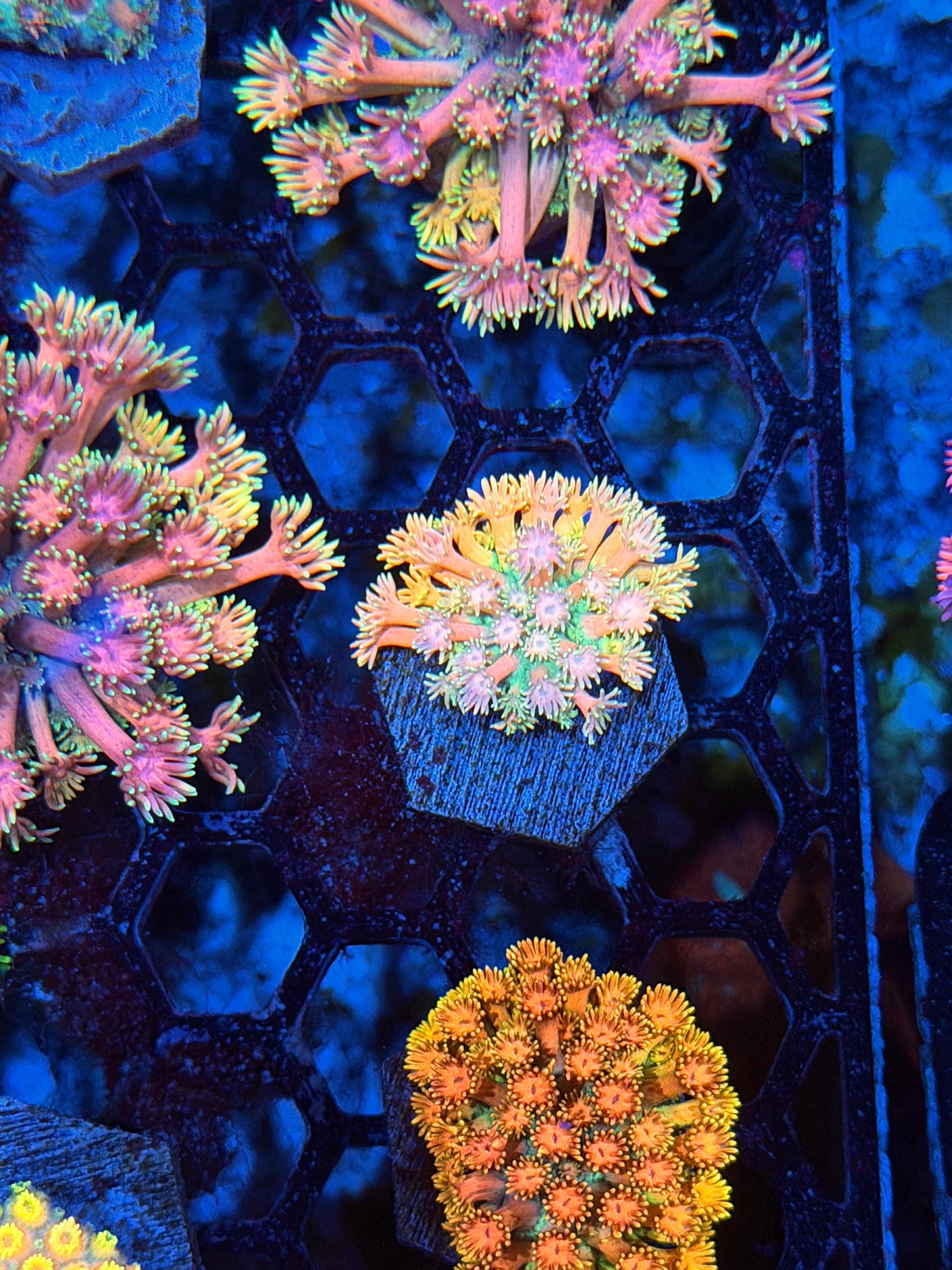 JEA Rainbow Road Goniopora Coral