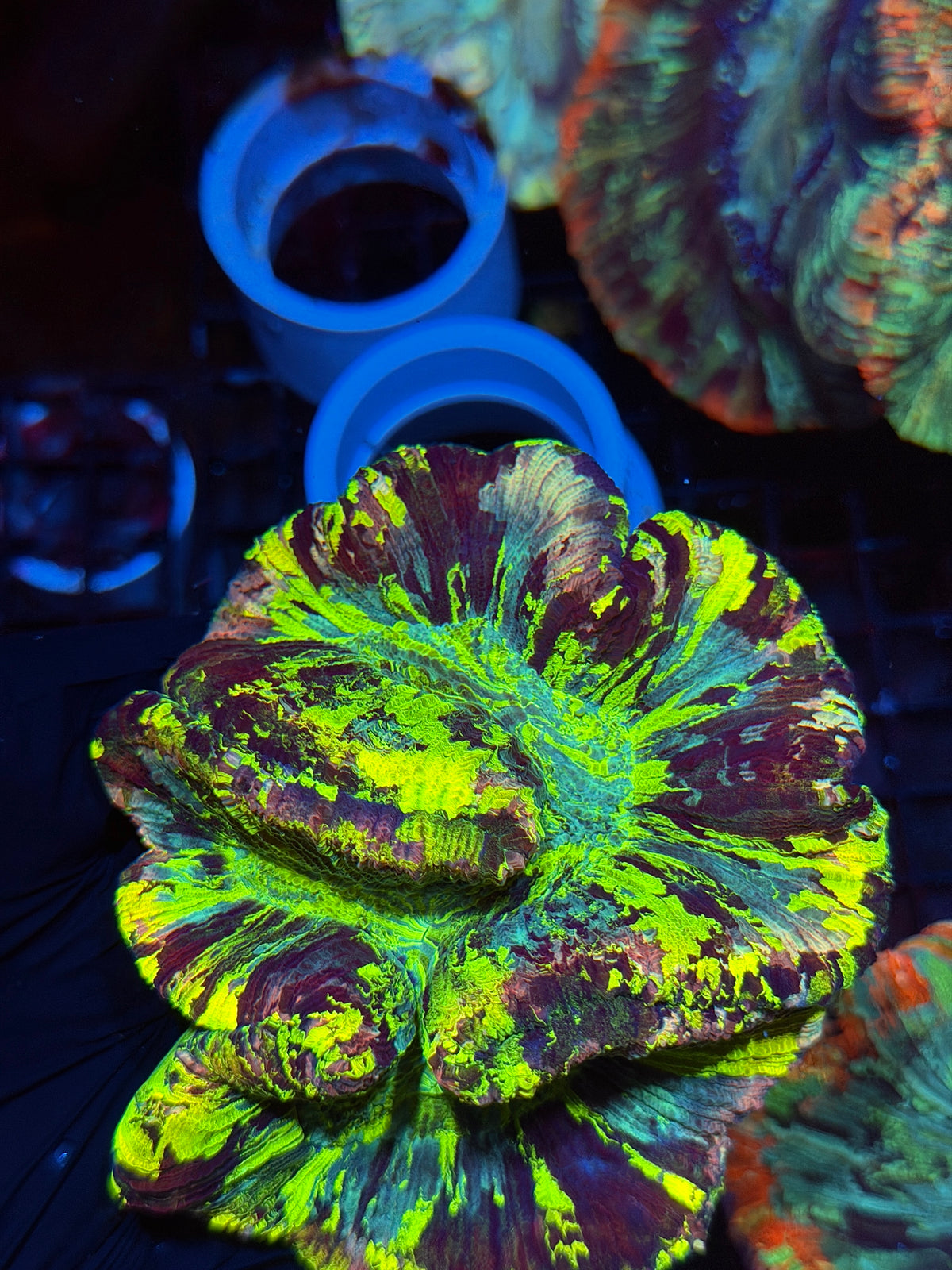 Rainbow Splatter Trachyphyllia Meat Coral Show Piece BRIGHT 9/22