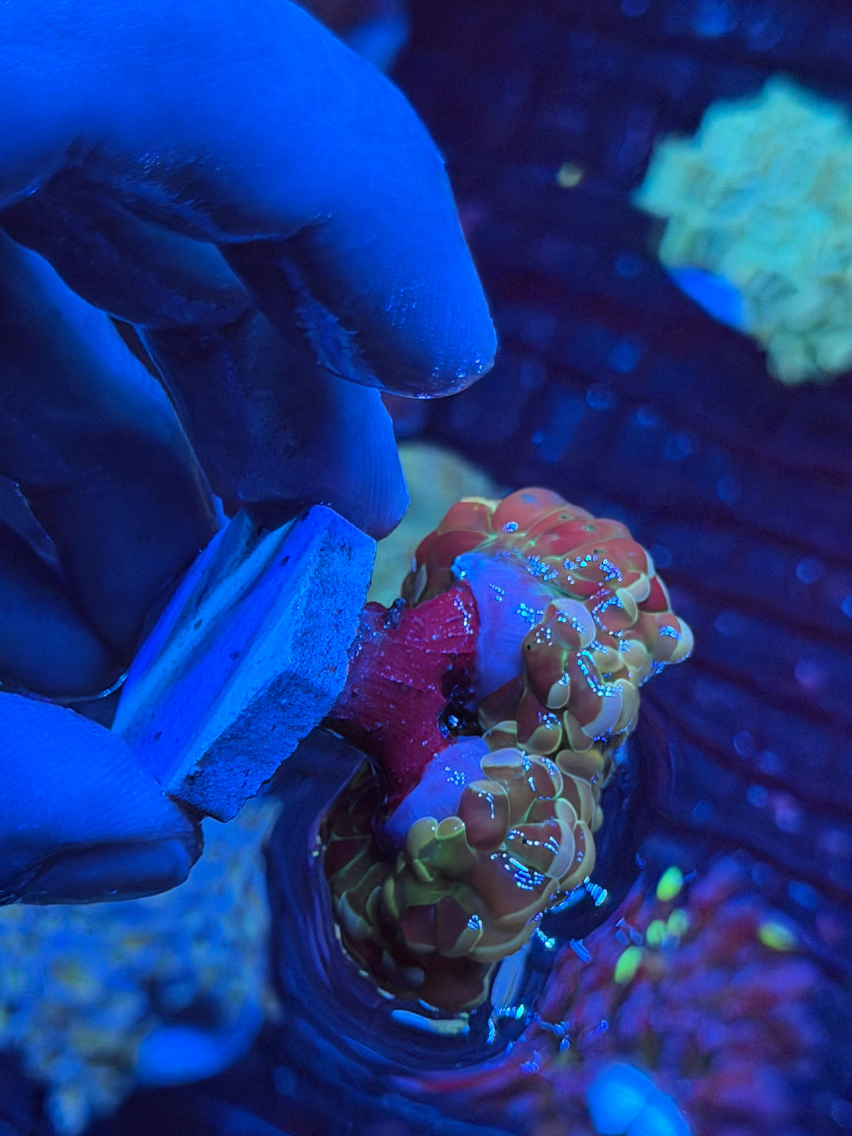 JEA Rainbow Fusion Hammer Coral 2 Heads XL 9/21