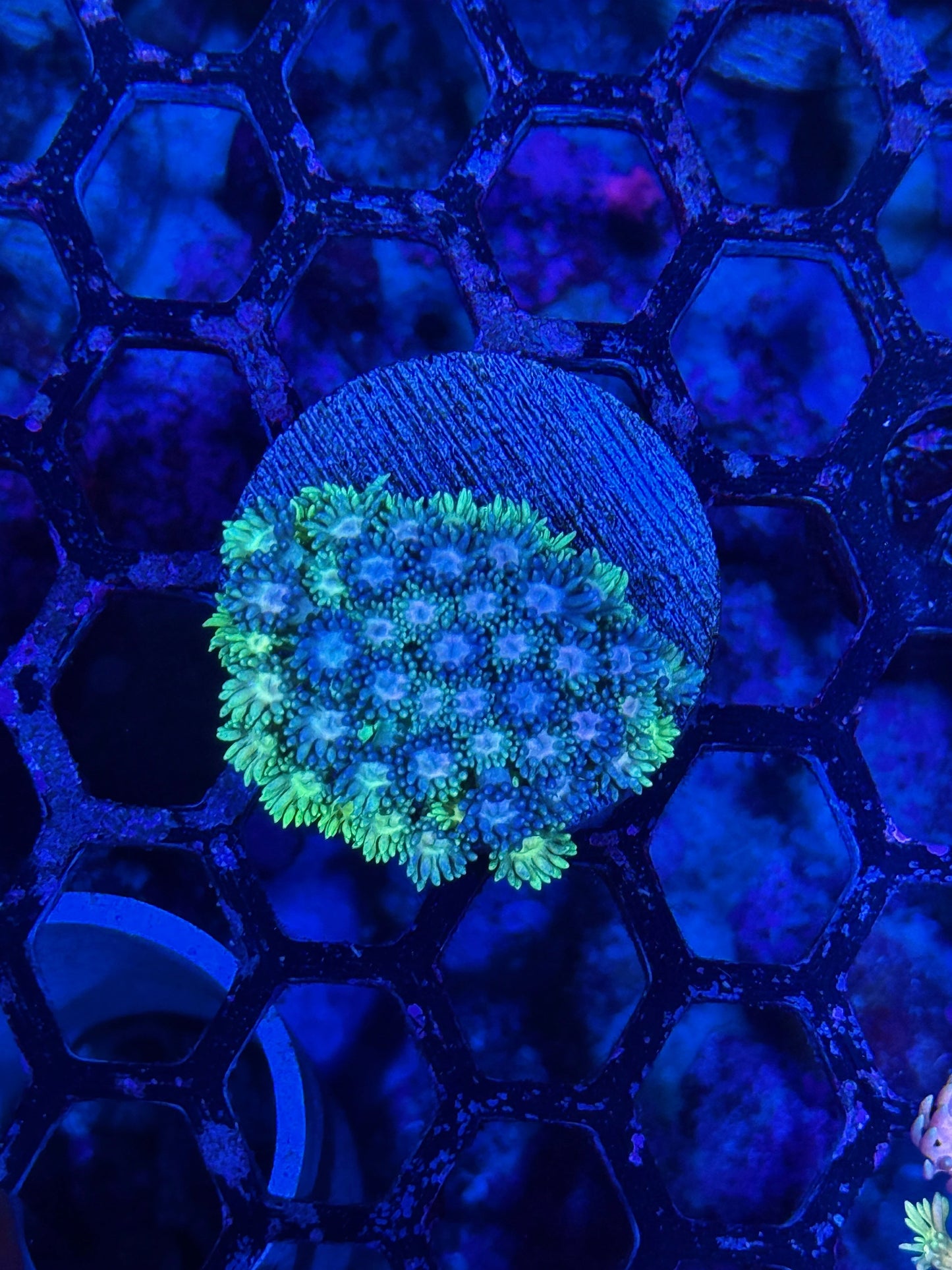 Jay's Exotic Coral Auctions
