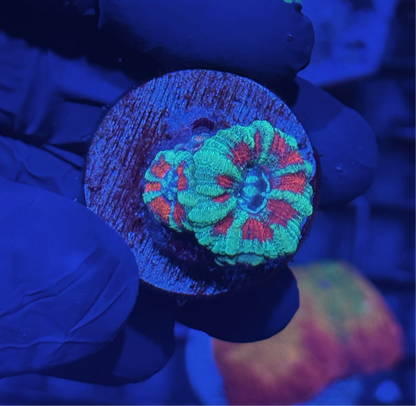 Jay's Exotic Coral Auctions