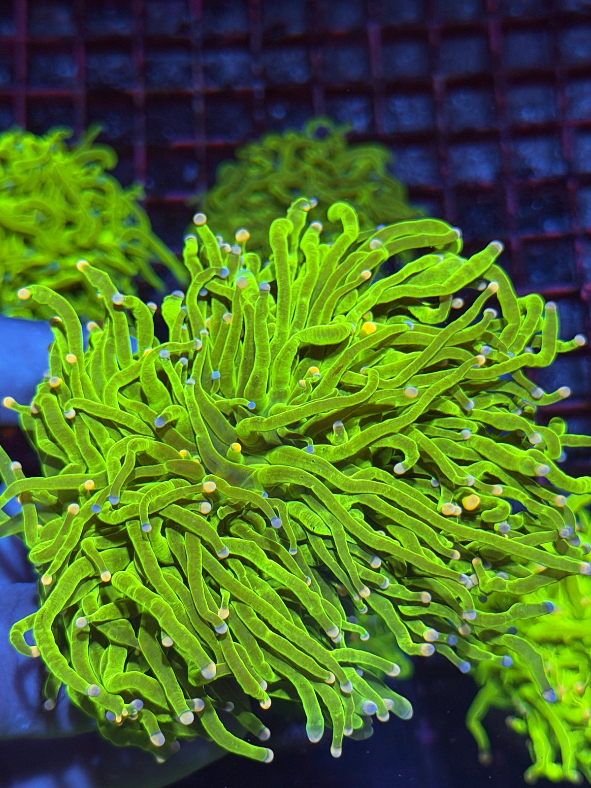 JEA Sweet Tarts Holy Grail Torch Coral Cluster Splitting to 4 Show Piece XXXL 10/11