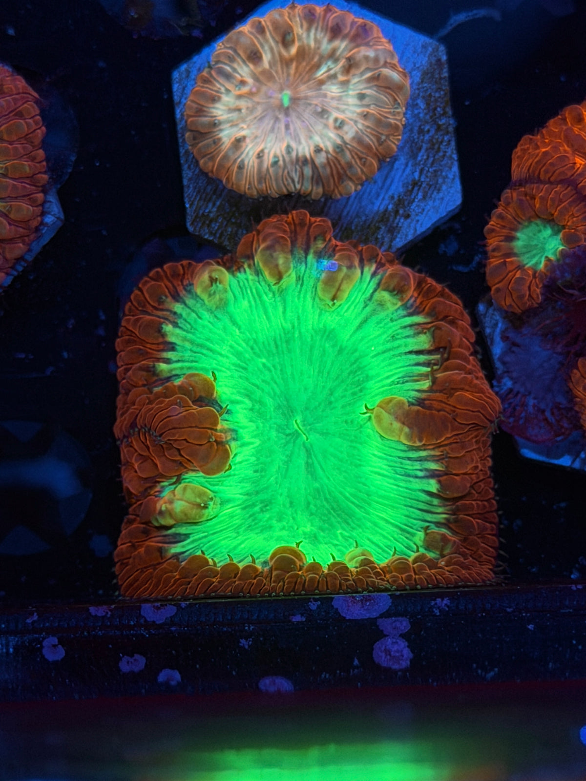 JEA Pulse Blast Blastomussa Coral 1 XXL Head