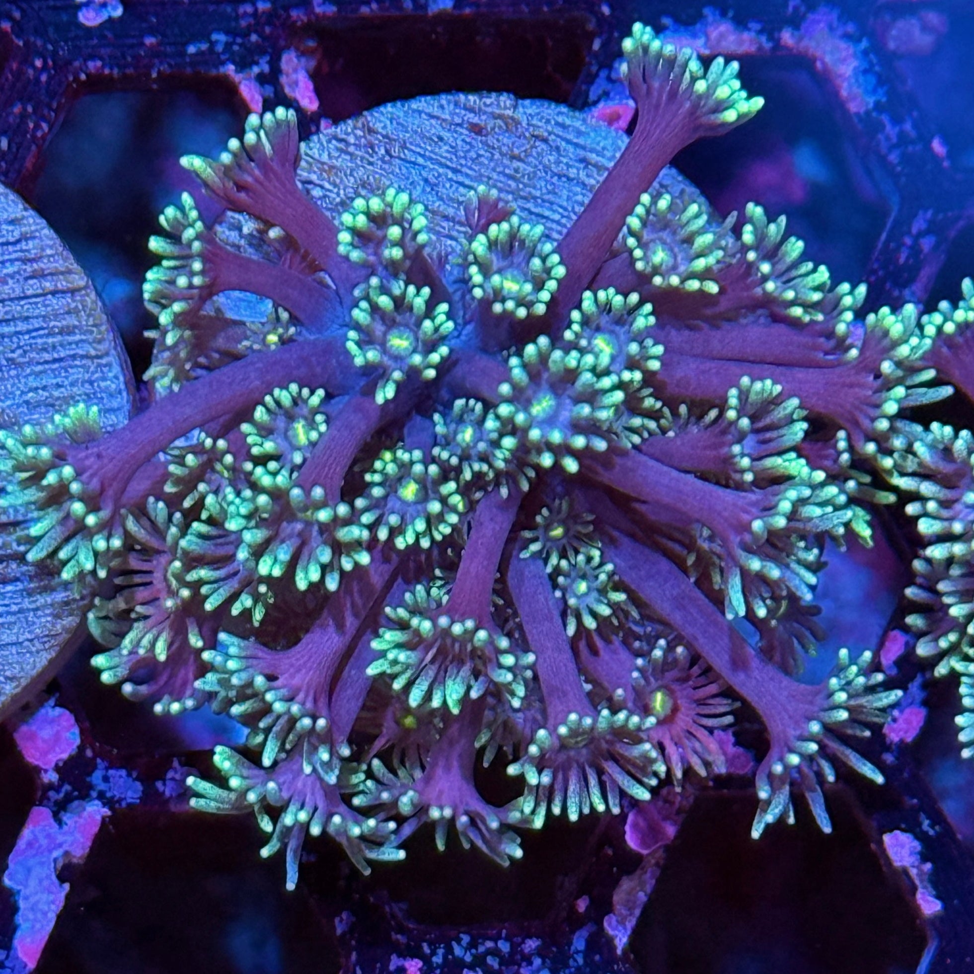 JEA Blueberry Punch Goniopora Coral XL Frag 10/12