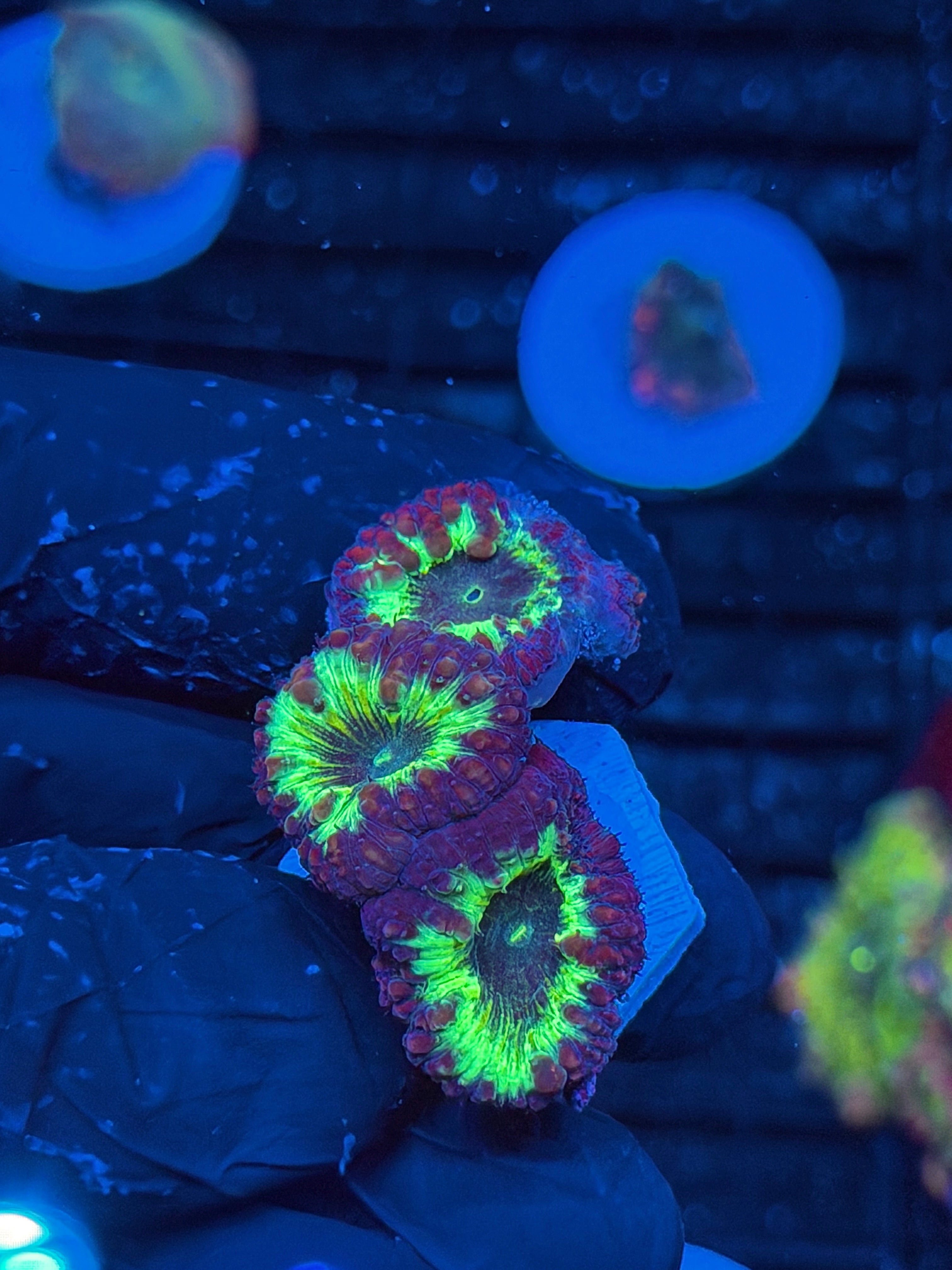 JEA Ghostbusters Blastomussa Coral 3 Heads *New Release* 9/6