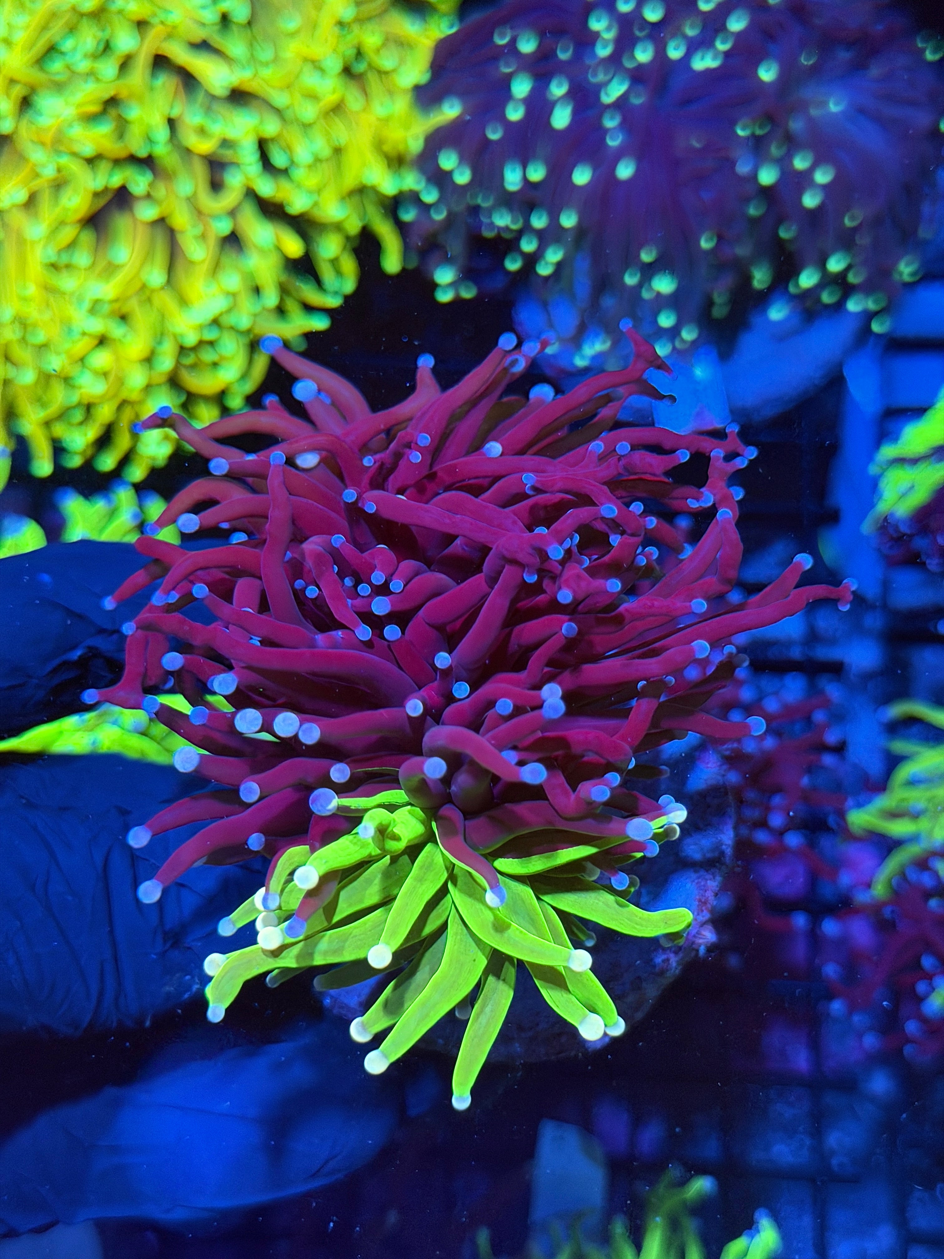 JEA Grafted Holy Grail Torch Coral 2 XXL Heads (RARE)