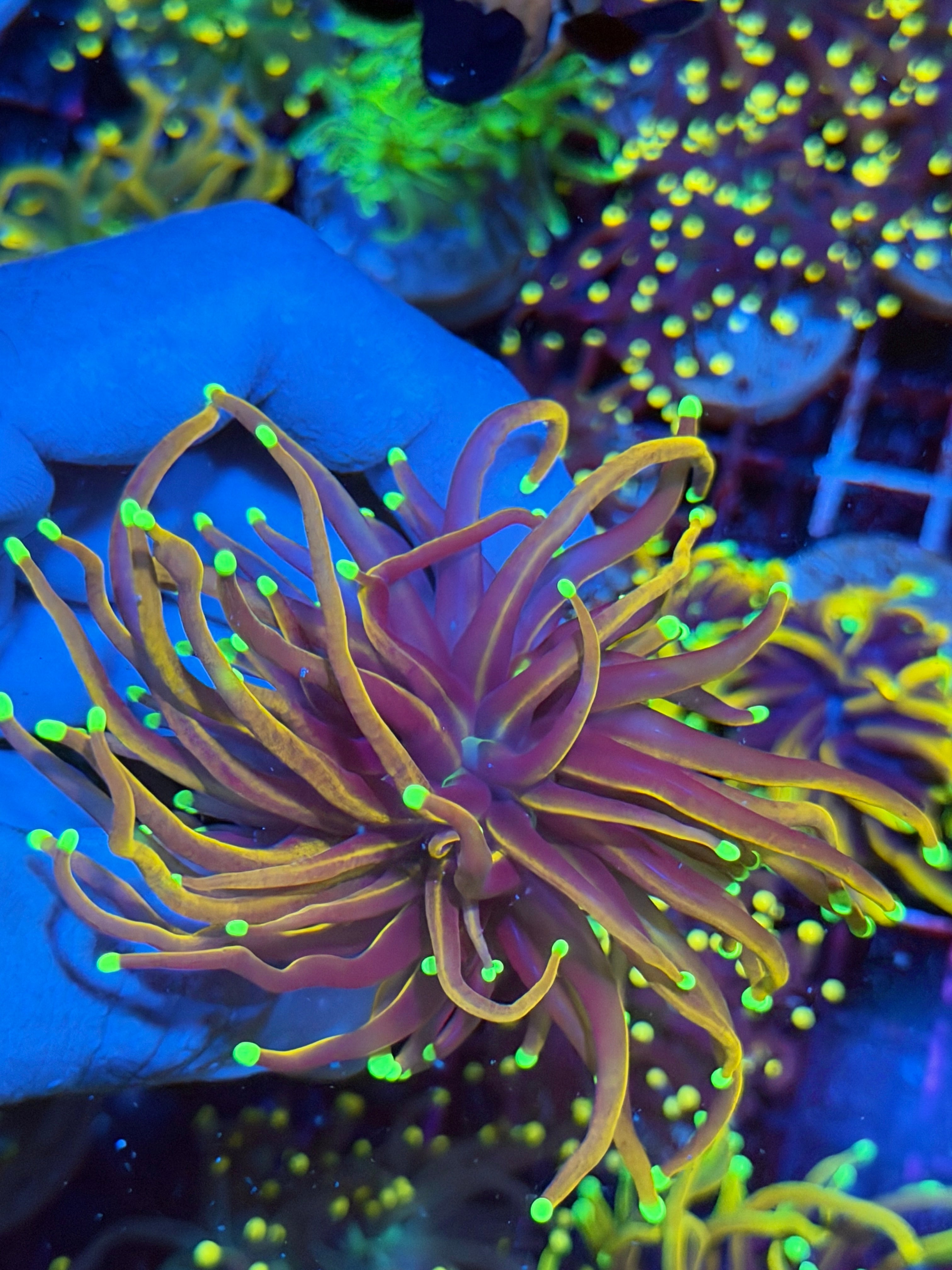 JEA Jester Torch Coral 1 XL Head