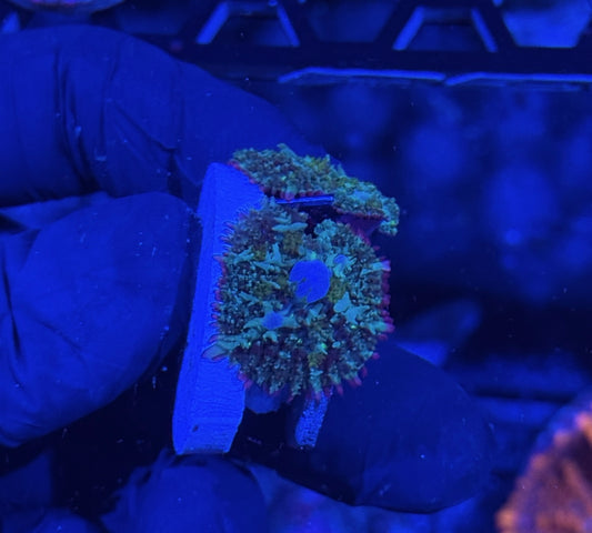 JEA Mardi Gras Bounce Mushroom Coral Multi