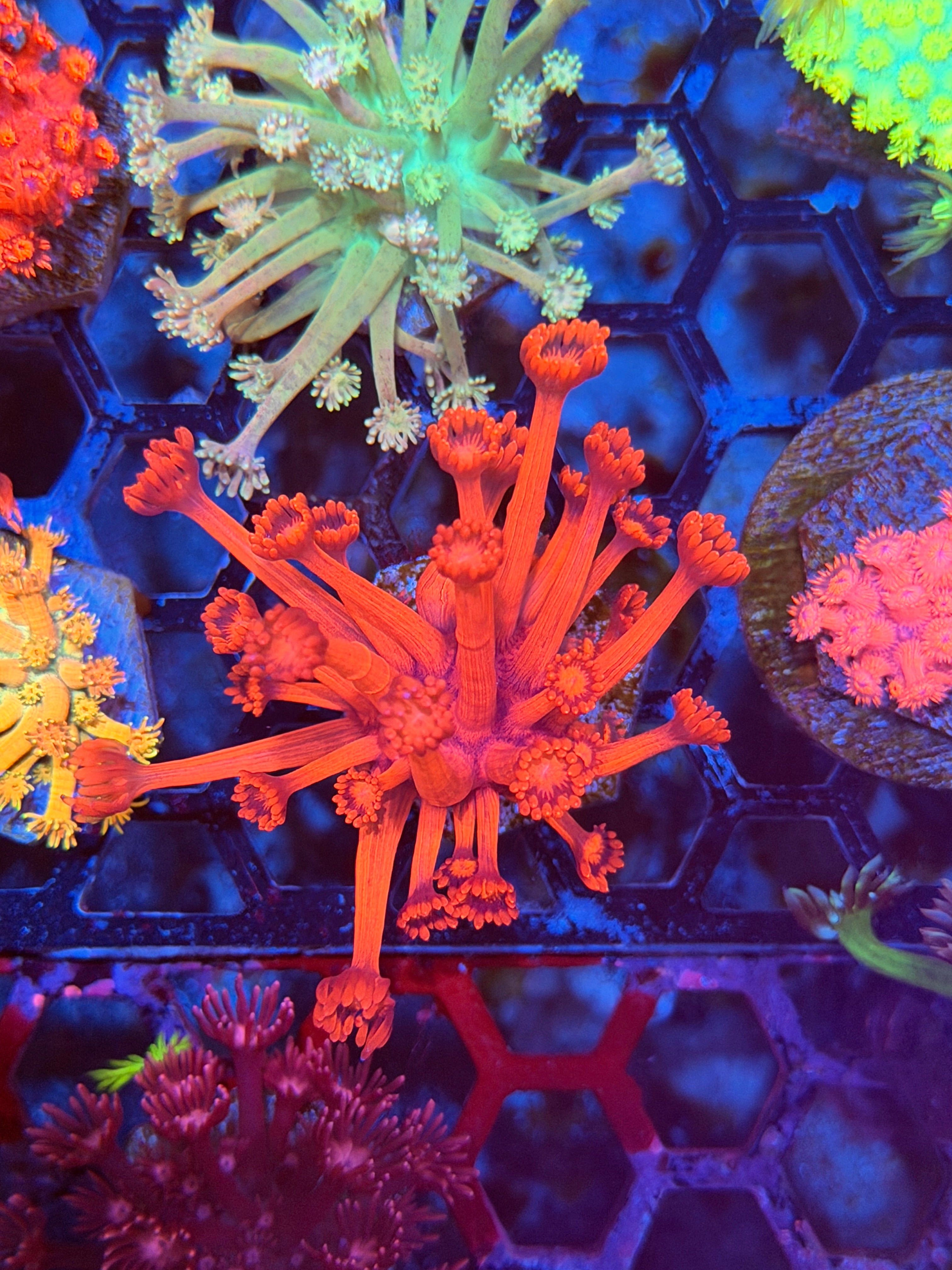 JEA Red Devil Goniopora Coral XL 8/7