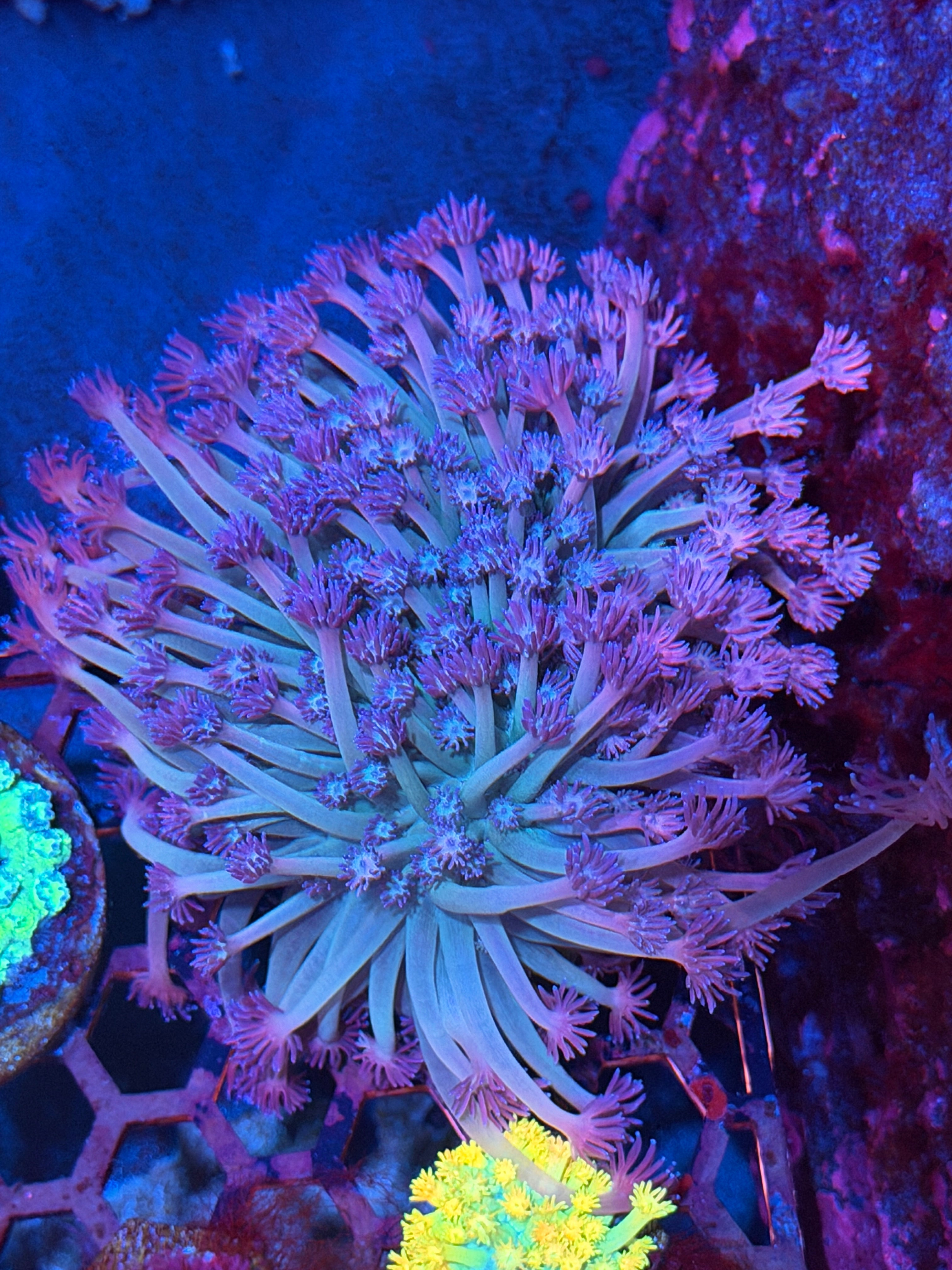 JEA Nightcrawler Goniopora Coral  XXL Colony