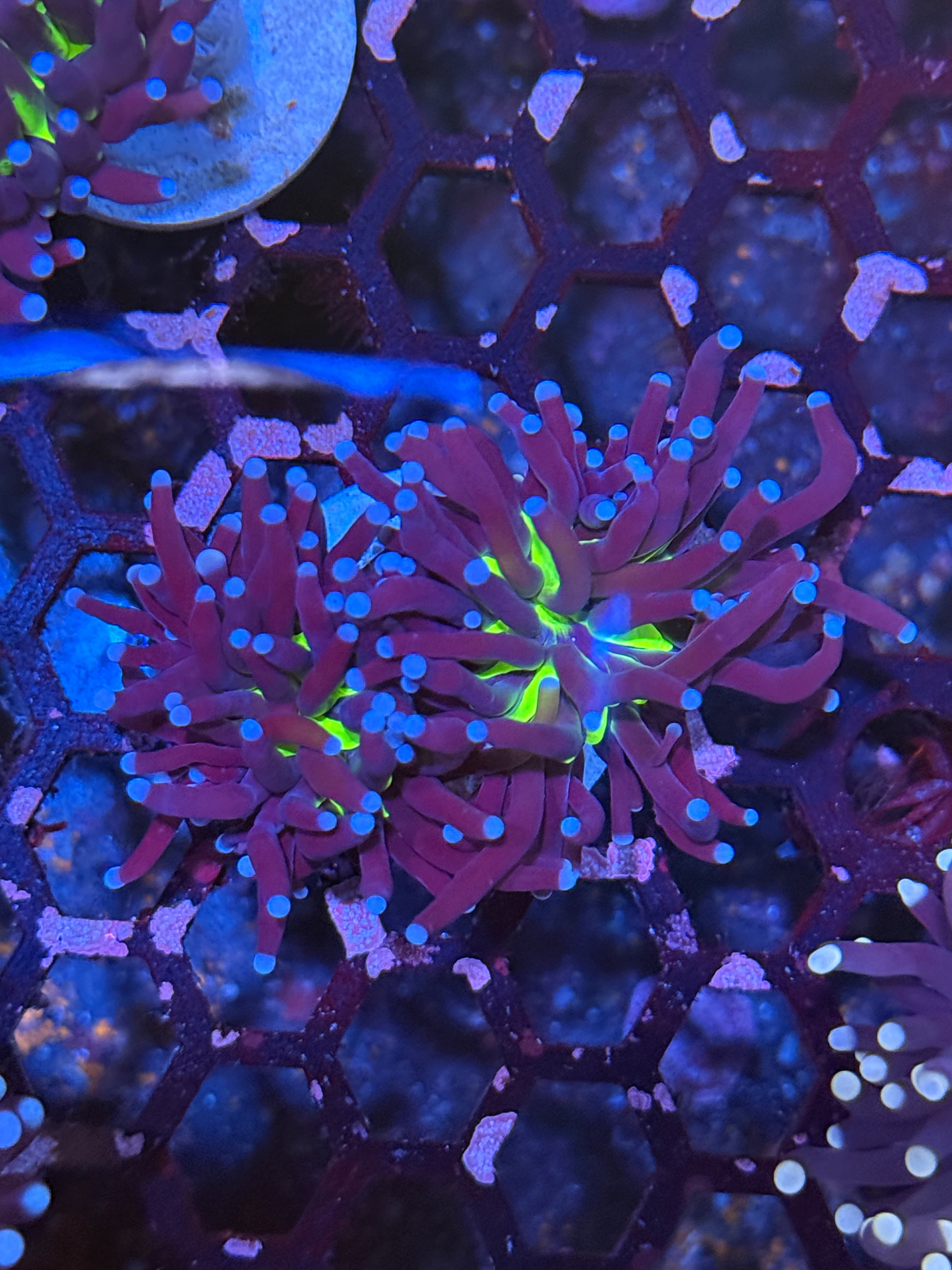 JEA Evil Joker Torch Coral 2 XXl Heads