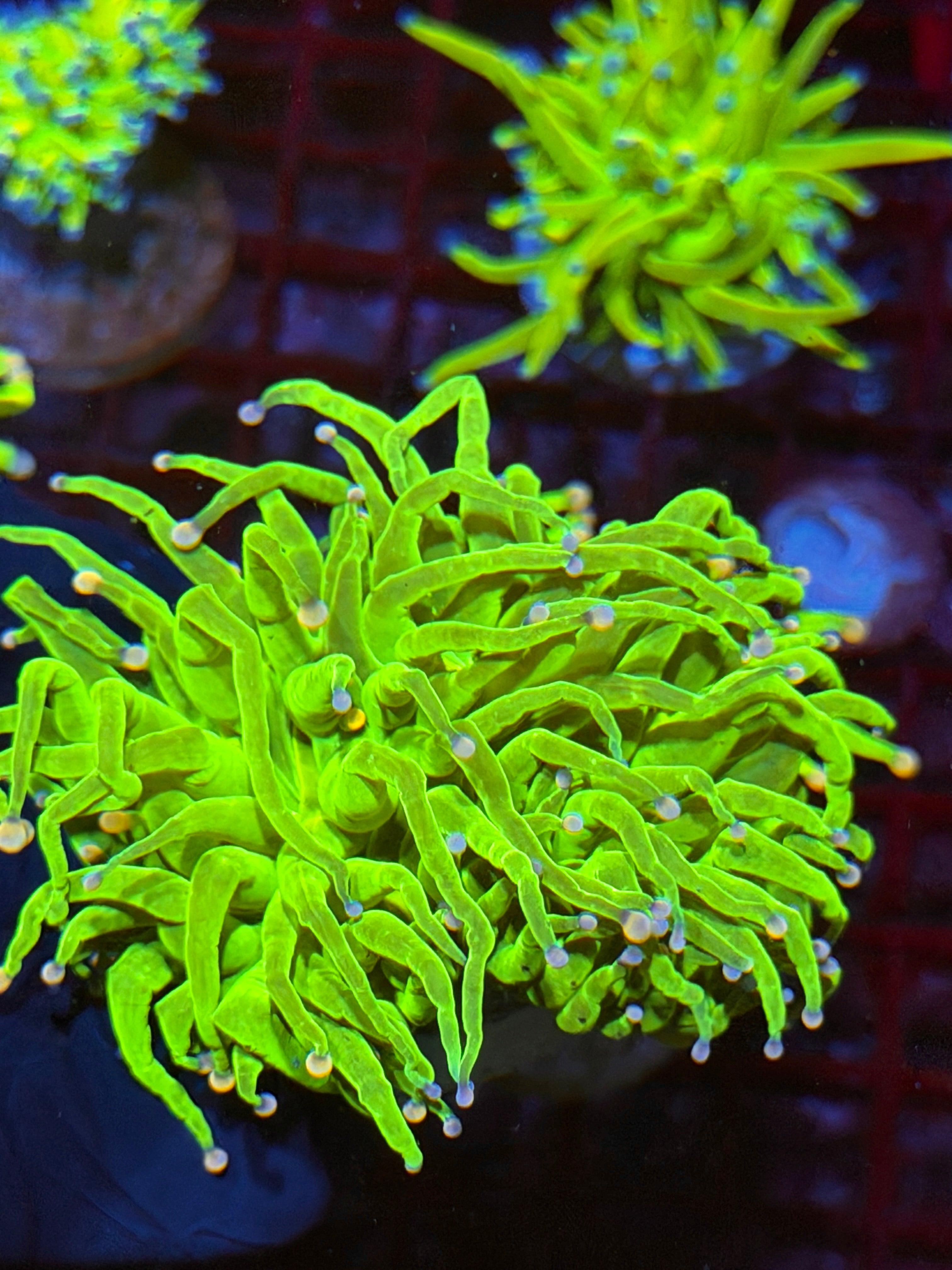 JEA Skittles Holy Grail Torch Coral 1 XL Head 9/5