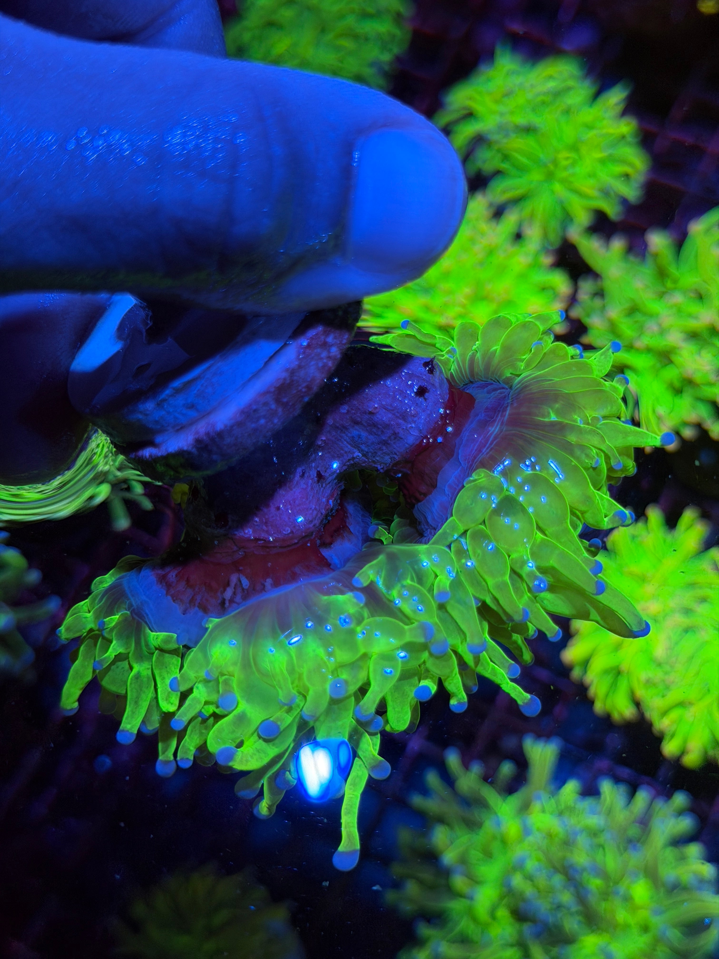 JEA 24K Holy Grail Torch Coral 3 XXL Heads Show Piece