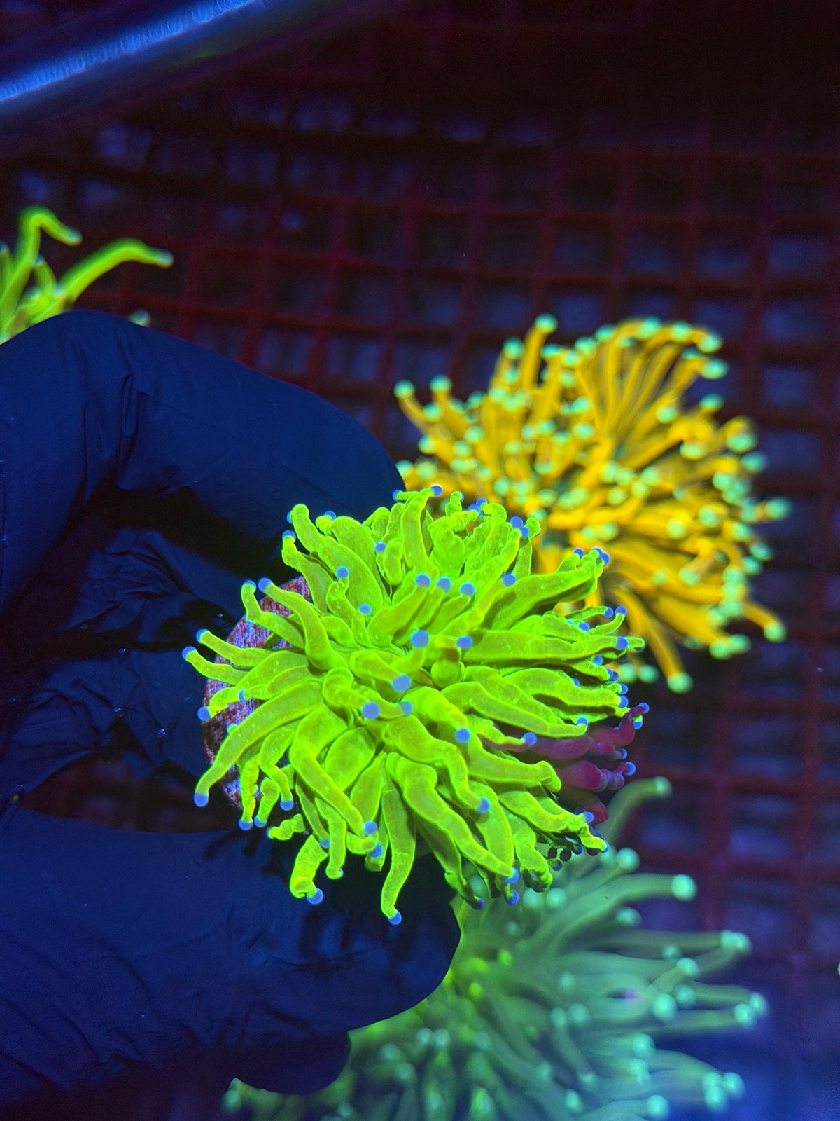 JEA Grafted Holy Grail Torch Coral 1 XL Head 9/28