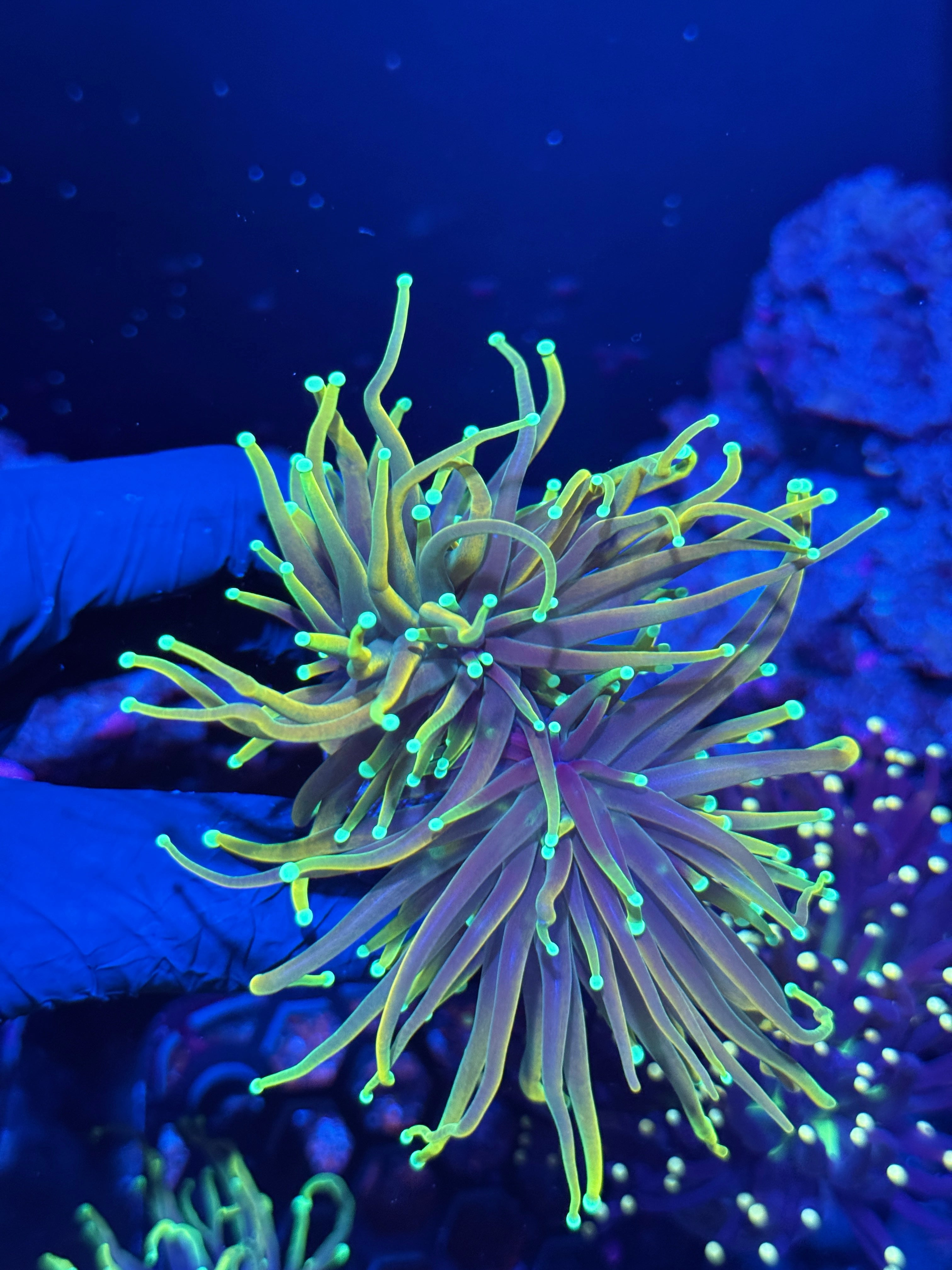 cc21 Tails Torch Coral Insanely Bright 2 Heads XL