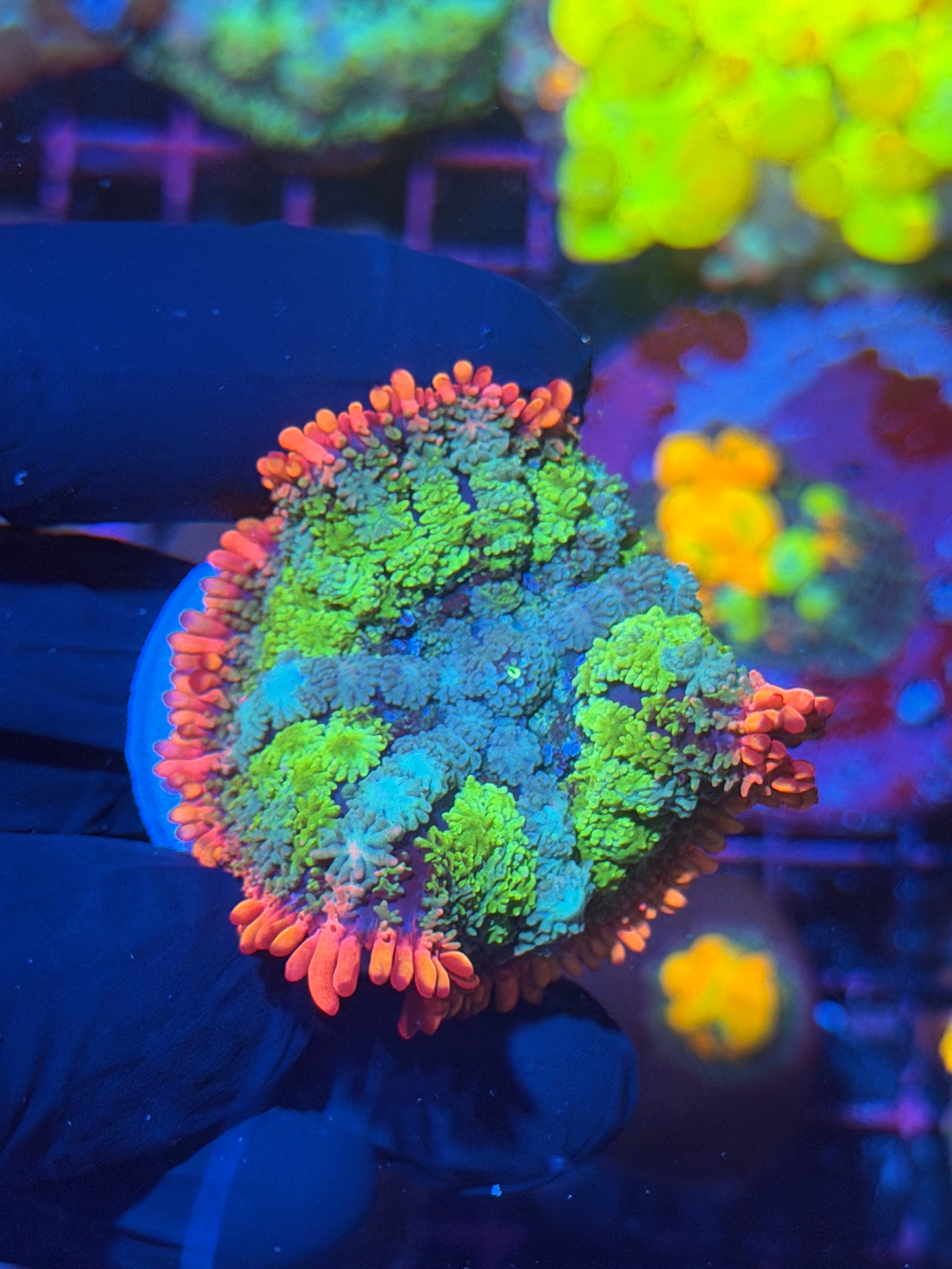 JEA Frankensteins Bride Mushroom Coral Insanely Bright 12/1