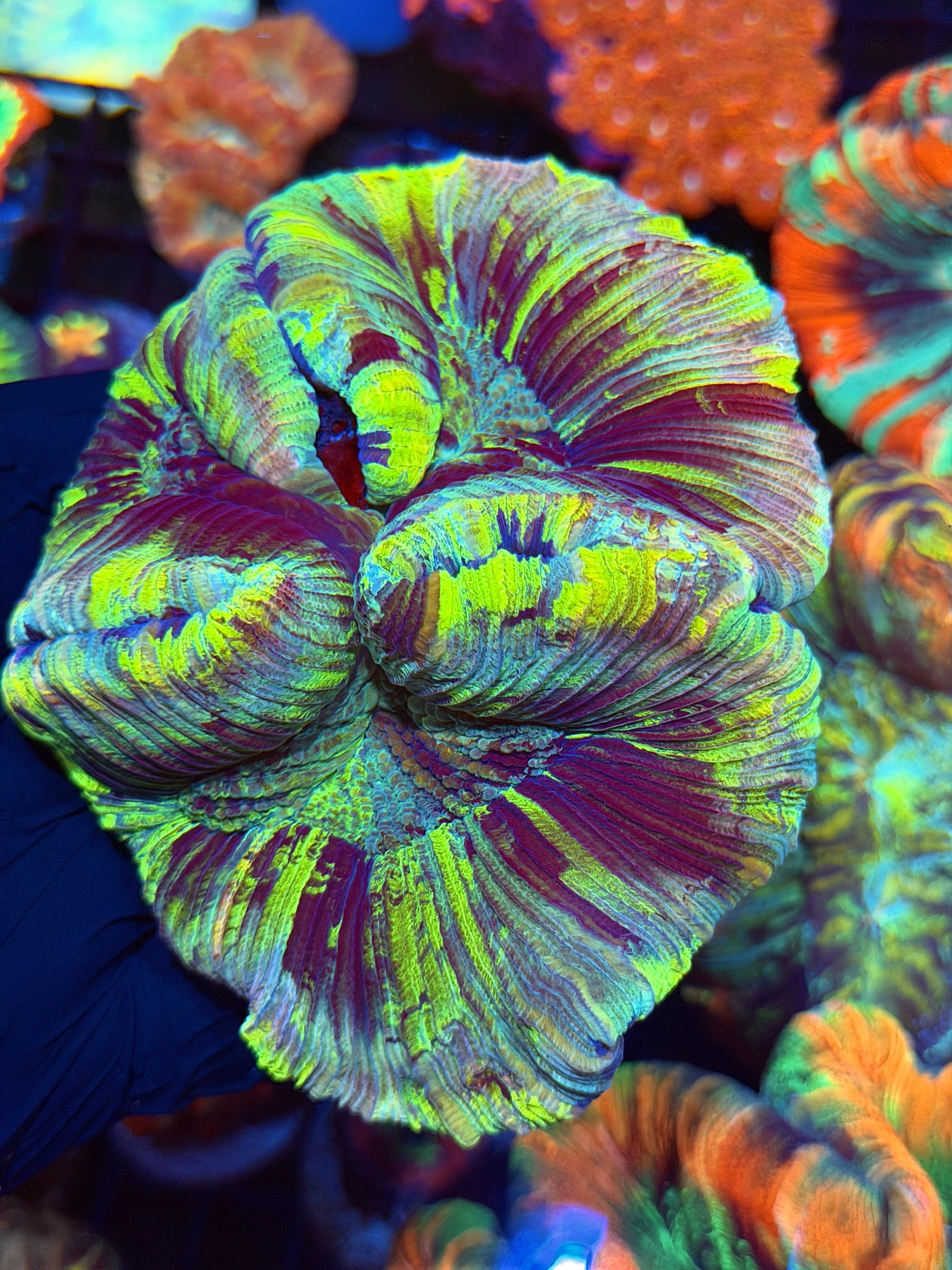Rainbow Trachyphyllia Meat Coral 5/16