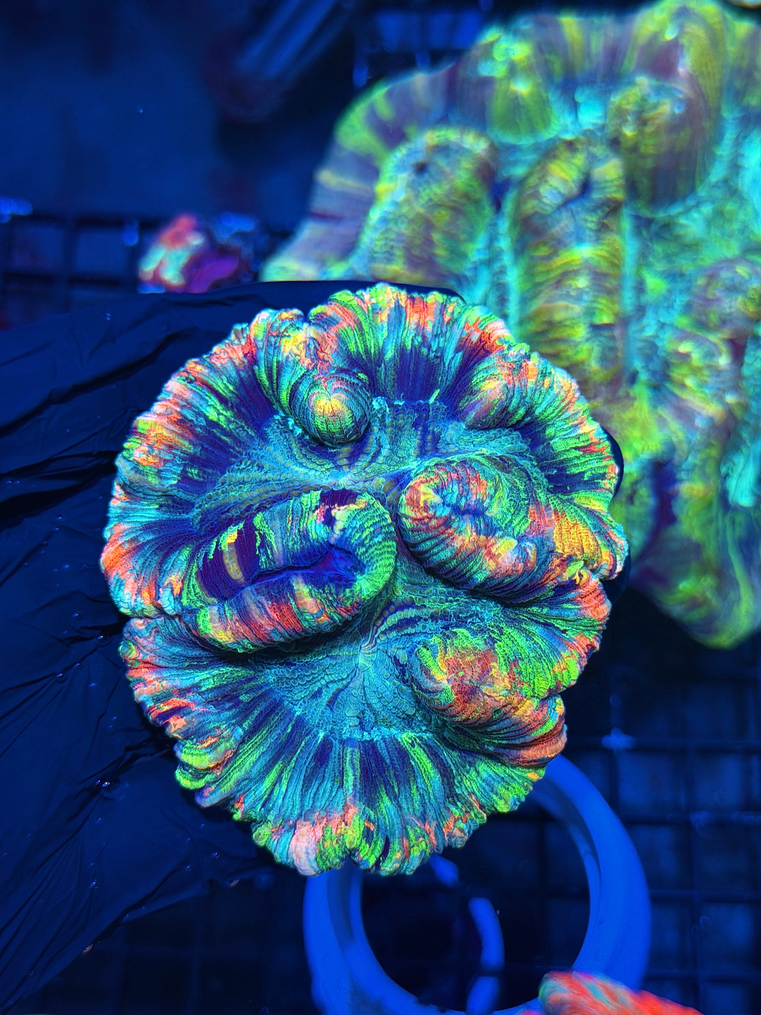 True Rainbow Trachyphyllia Meat Coral 7+ Colors 8/1
