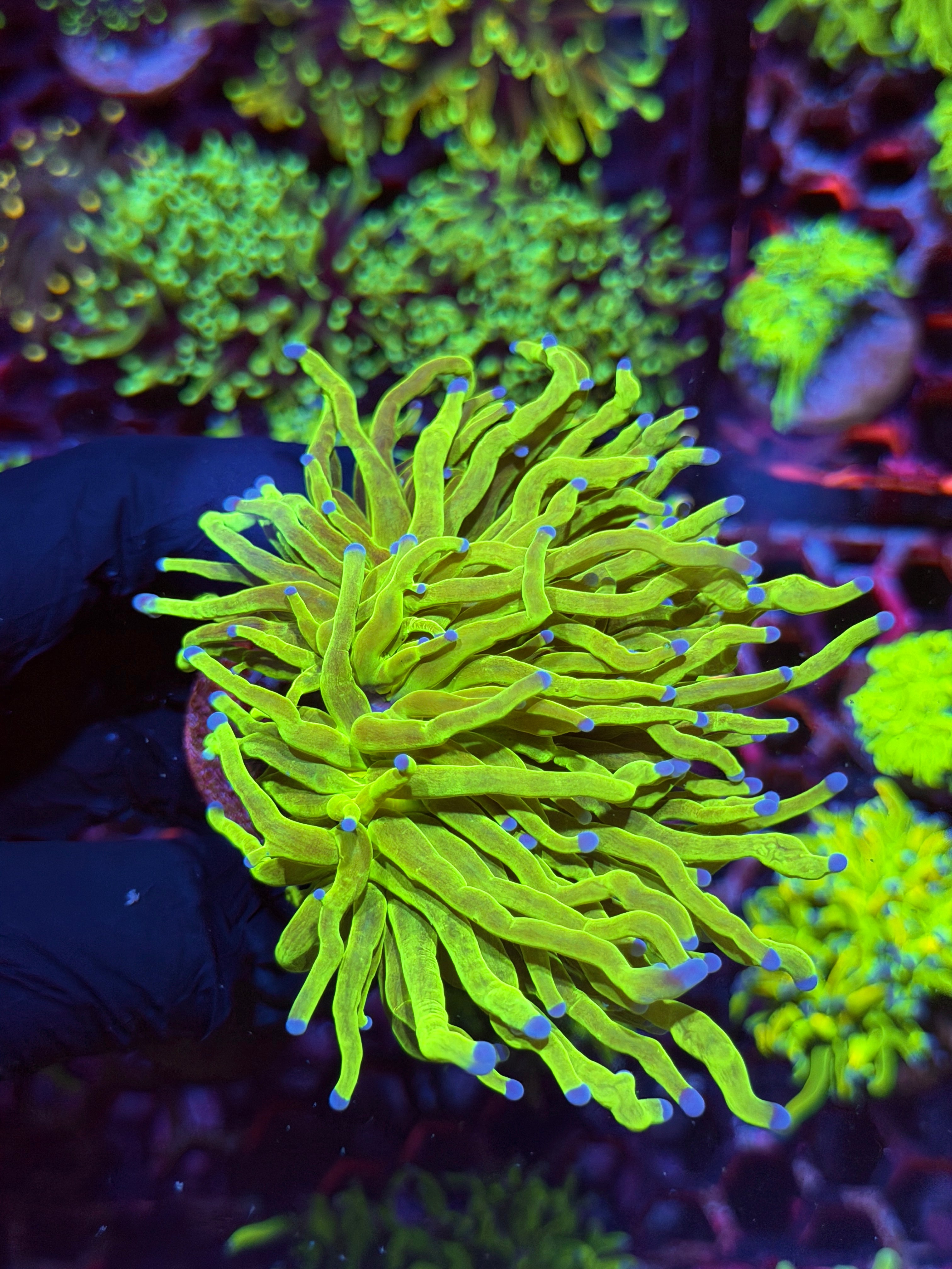 JEA Holy Grail Torch Coral 2 Splitting Heads XL 8/28