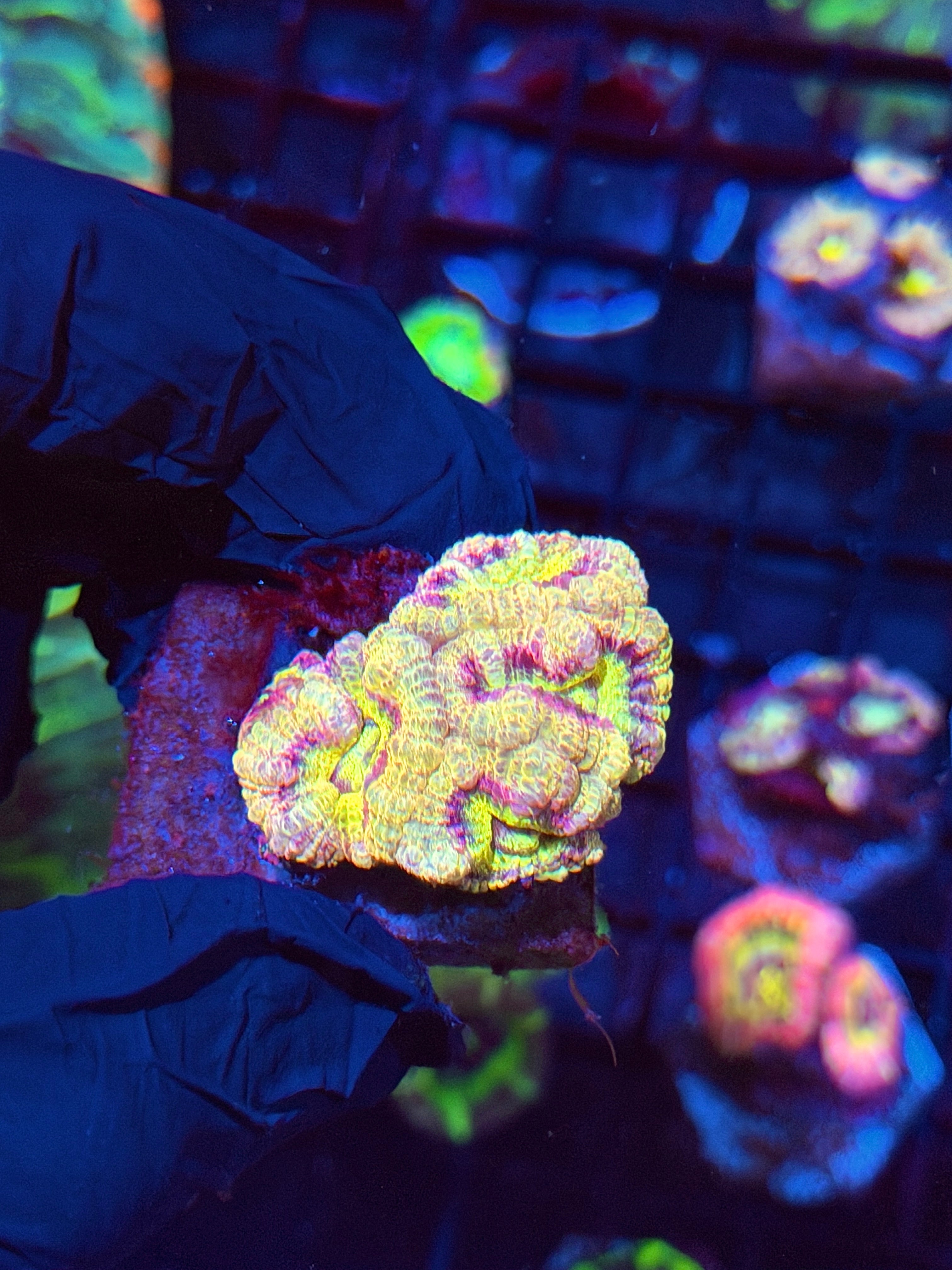 JEA Mardi Gras Asian Acans 4 Heads *Last One Available*
