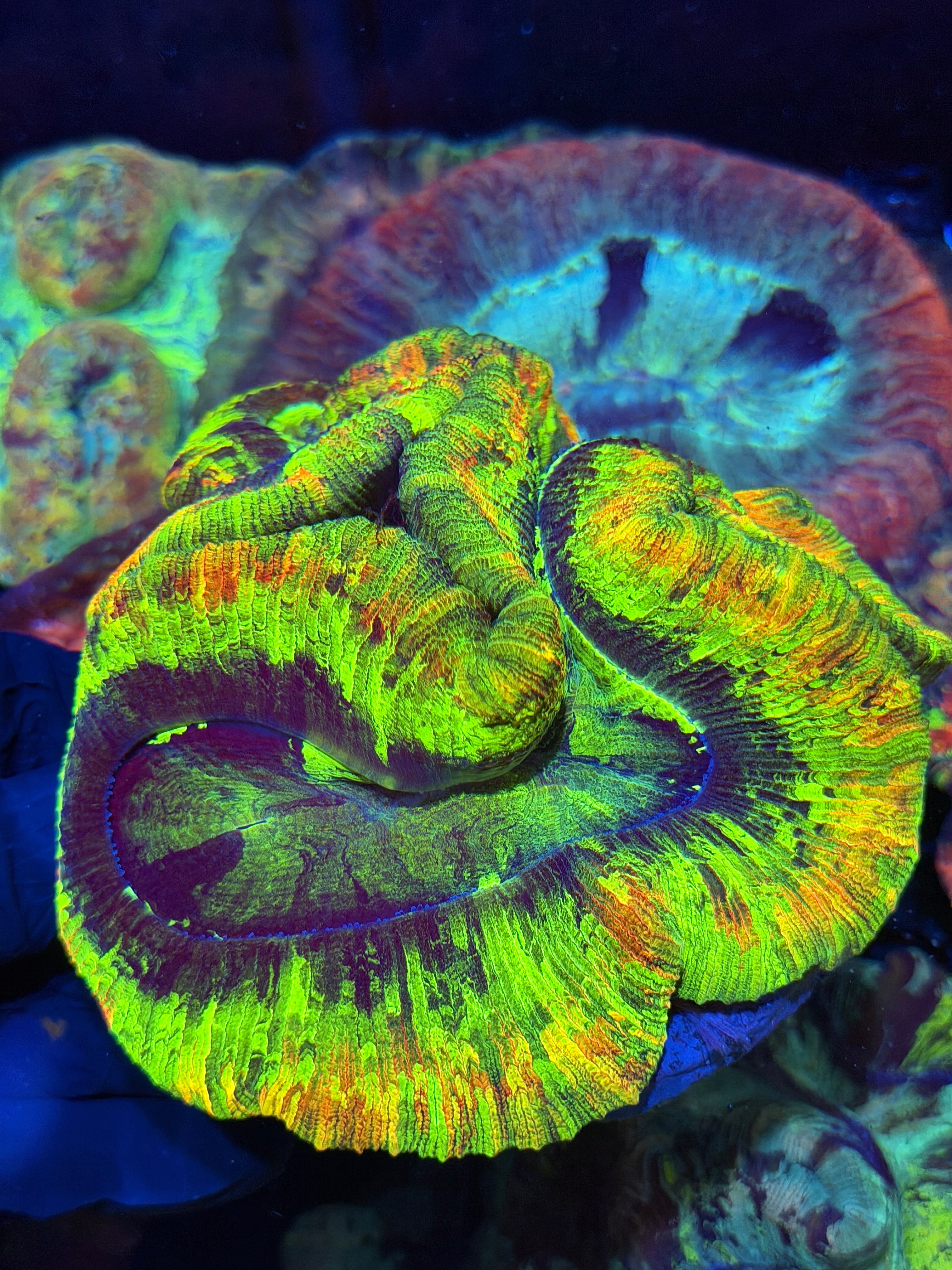 Insane Bright Trachyphyllia Meat Coral Show Piece XXXL