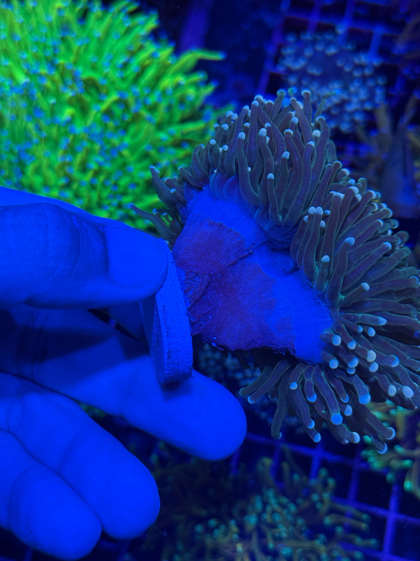 JEA White Tip Snakeskin Torch Coral Mini Colony XXL Show Piece