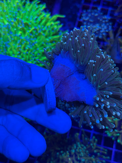 JEA White Tip Snakeskin Torch Coral Mini Colony XXL Show Piece